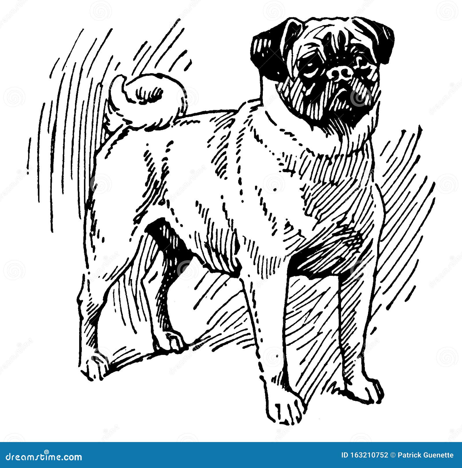 Ilustración Vintage De Pug Dog Ilustración del Vector - Ilustración de  perro, vendimia: 163210752