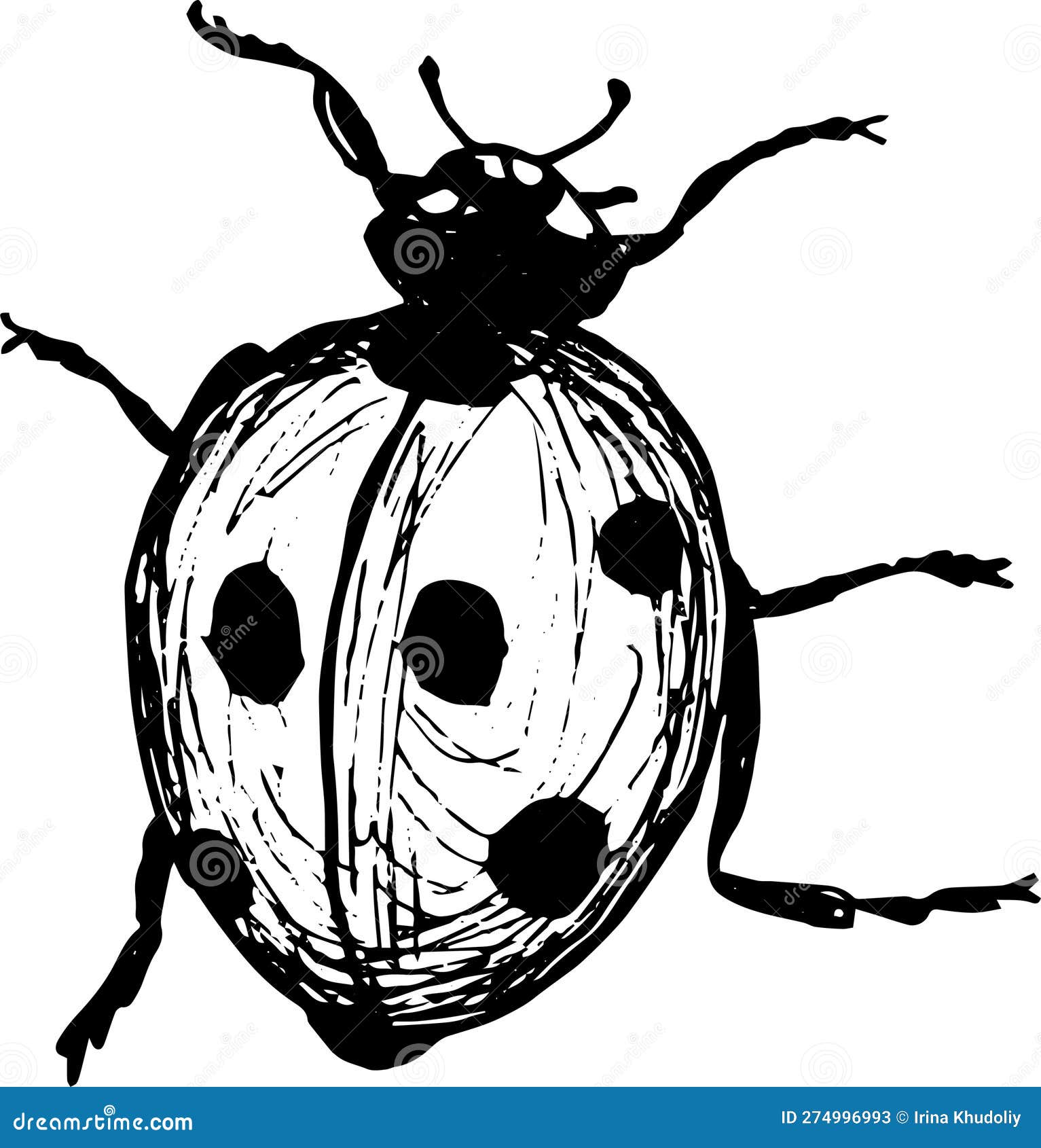 Draw Ladybugs by Diana-Huang on DeviantArt | Bugs drawing, Lady bug drawing,  Drawings