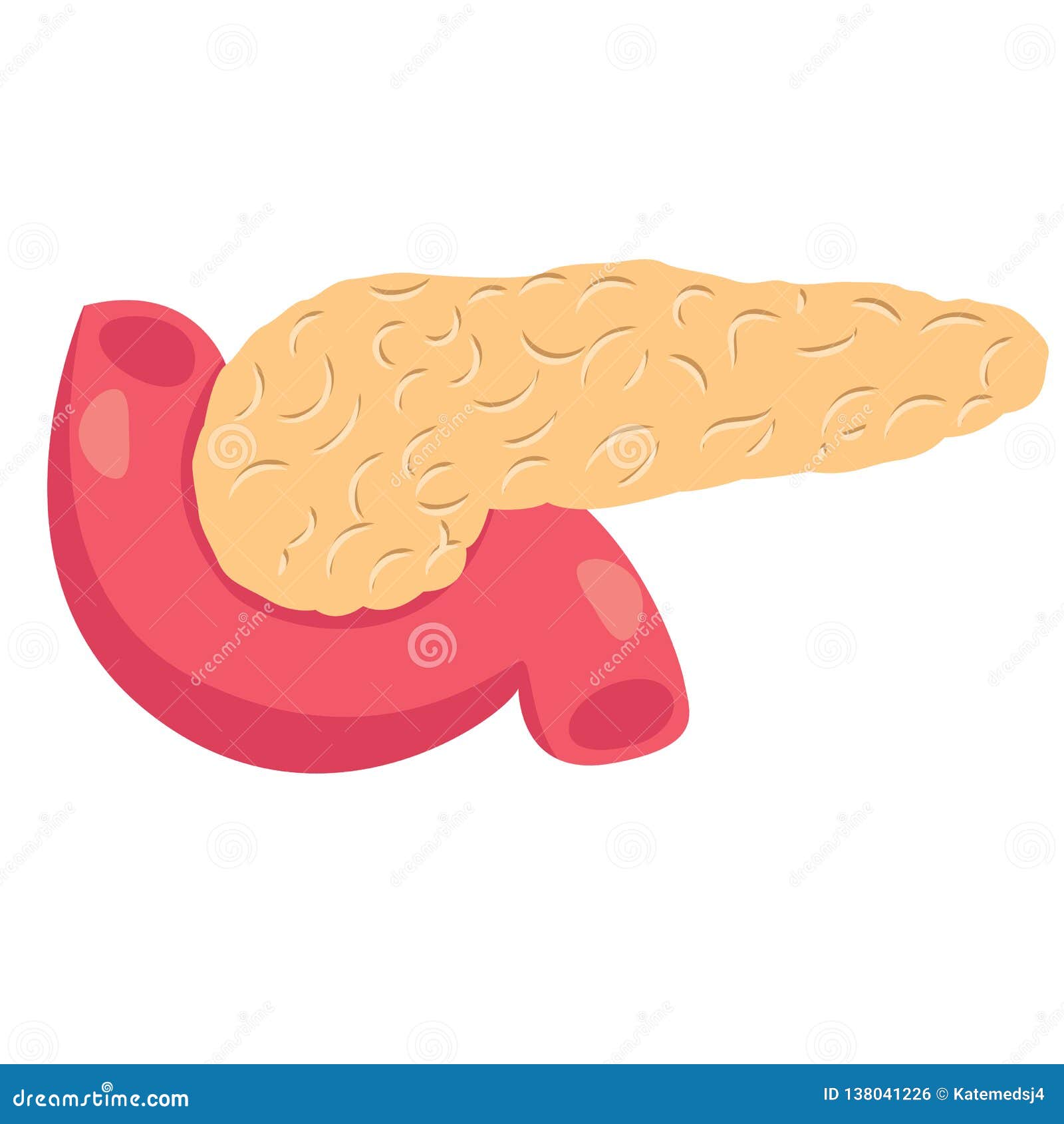 Ilustração Do Pâncreas Desenho Do Pâncreas Ilustração Stock