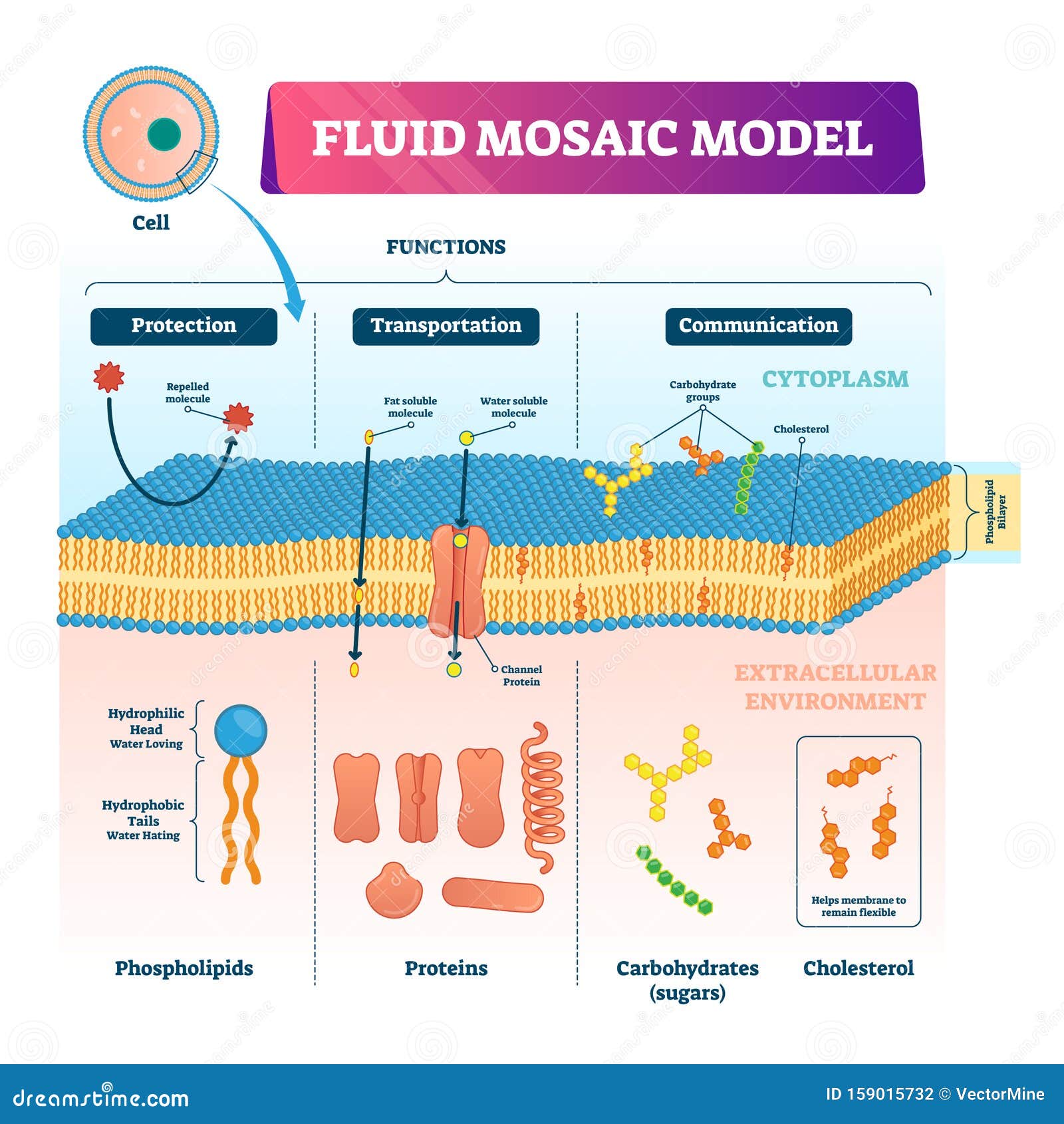 fluid mosaic model download free