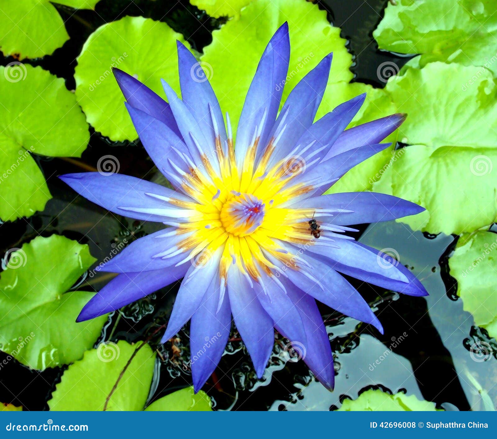 Ilustração do zen da flor dos lótus. Flor de lótus do lírio de água azul com a planta tropical da folha verde na lagoa