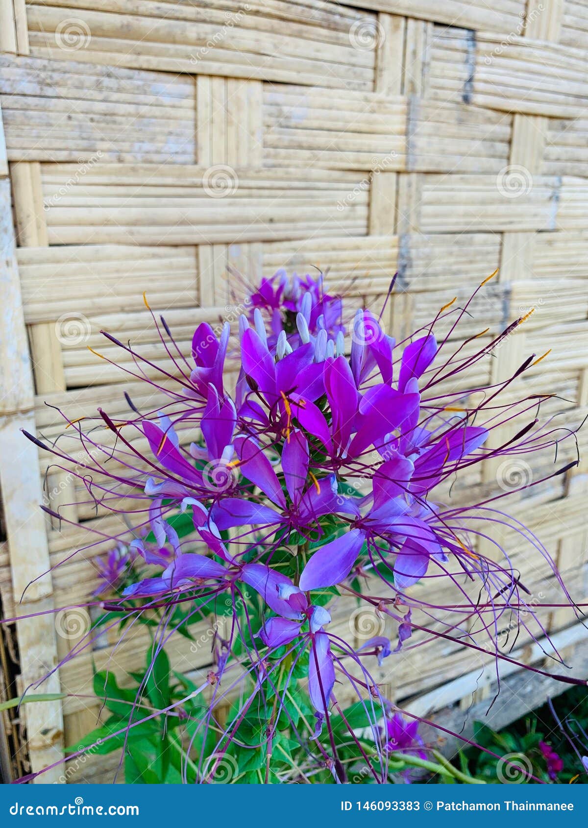 Imagenes De Flores Purpuras Hermosas Naturales Fondo Del Primer