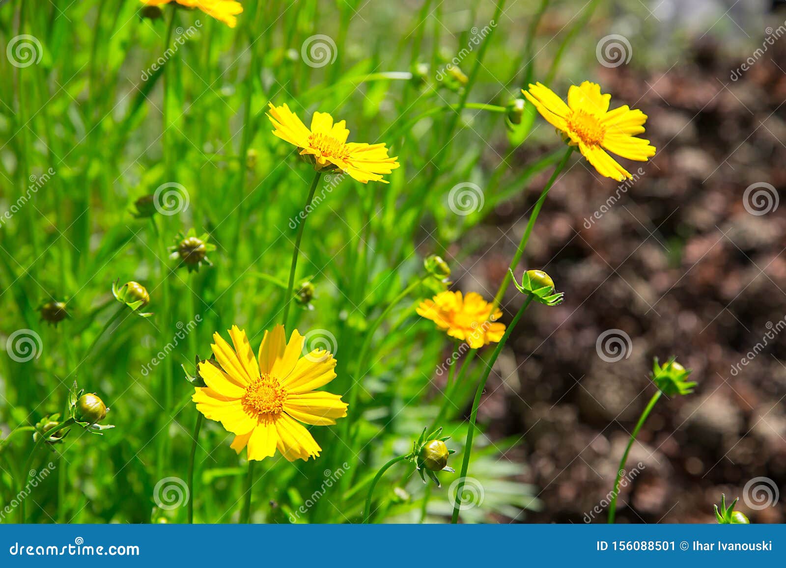 Im Sommer Ist Der Garten Von Den Hellen Gelben Doronicumblumen Art Oder