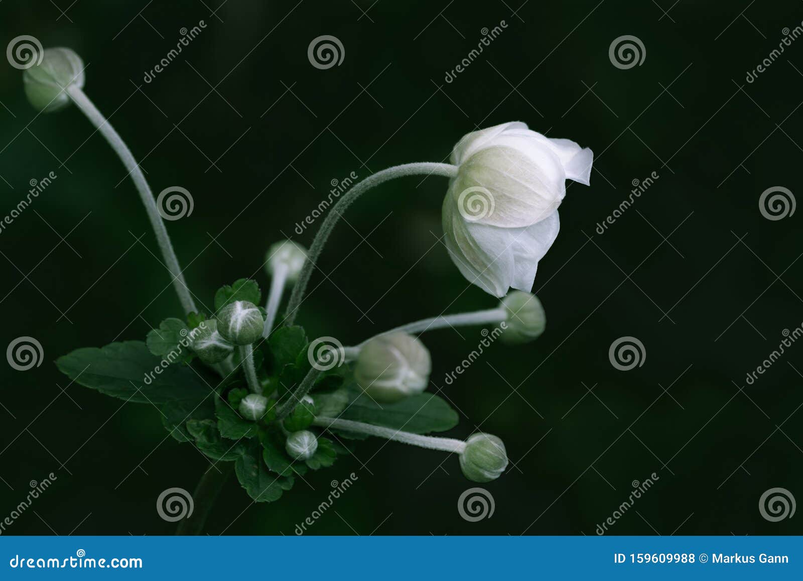 anemone hupehensis white flower