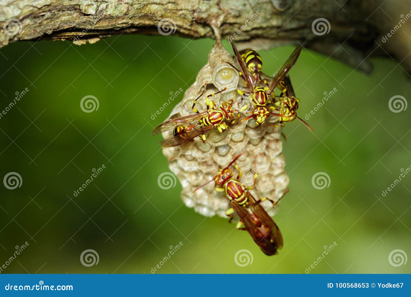 Image of Apache Wasp Apachus and Wasp Nest on Natu Stock - Image of comb, queen: 100568653
