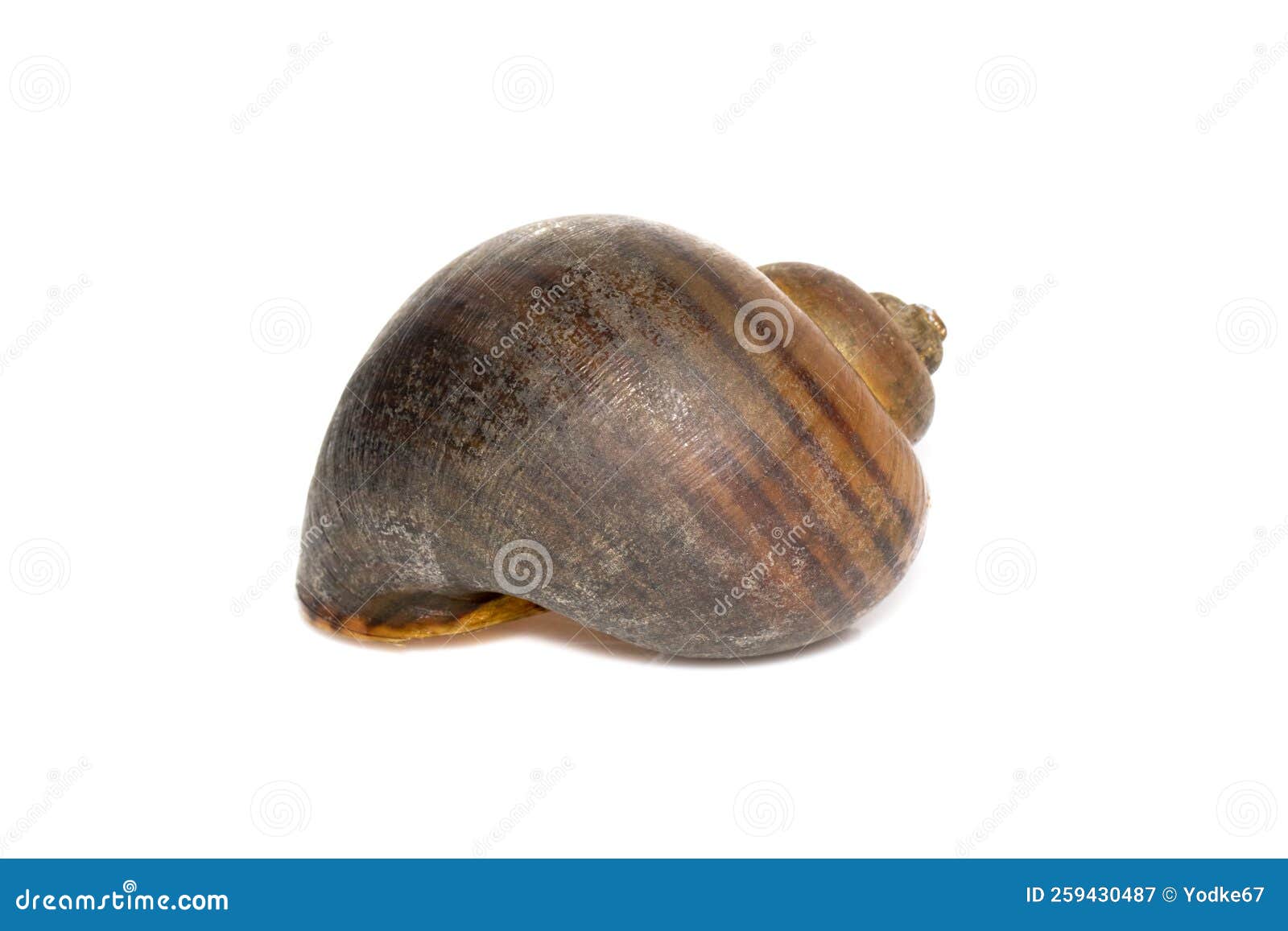 image of apple snail pila ampullacea  on white background. animal