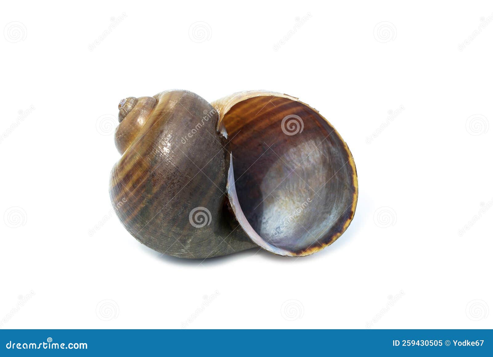 image of apple snail pila ampullacea  on white background. animal