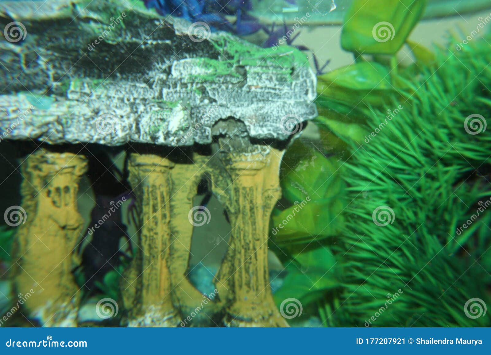 Image of Aquarium Plant and Rock Stock Image Image of rock, aquarium 177207921