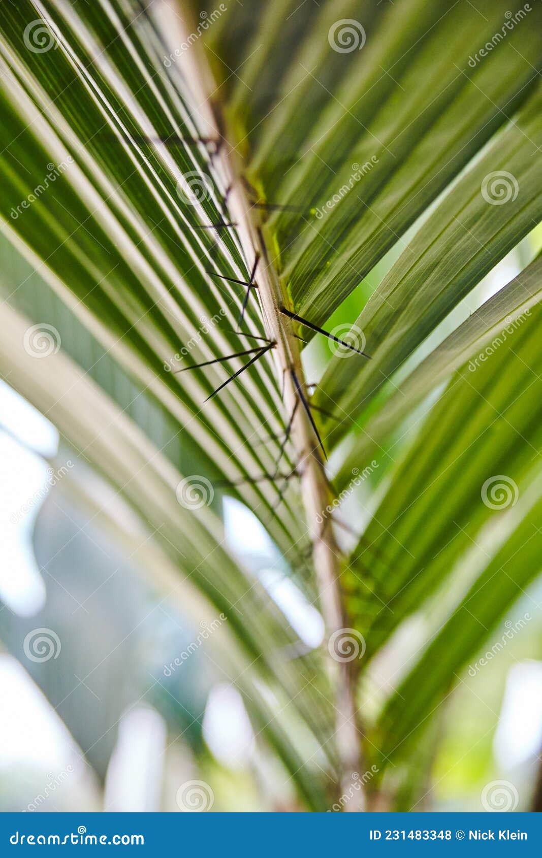Backbone of a Palm Tree Looking Plant with Spines on the Underside How Deceptive Stock Photo