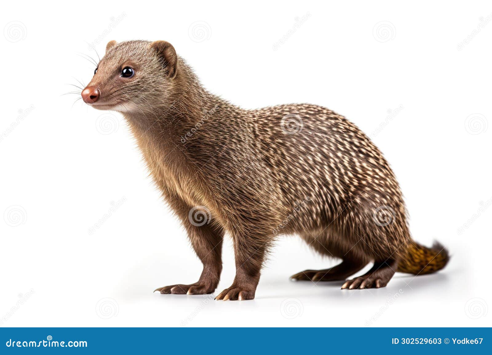 image of a banded mongoose on white background. mammals, wildlife animals, , generative ai