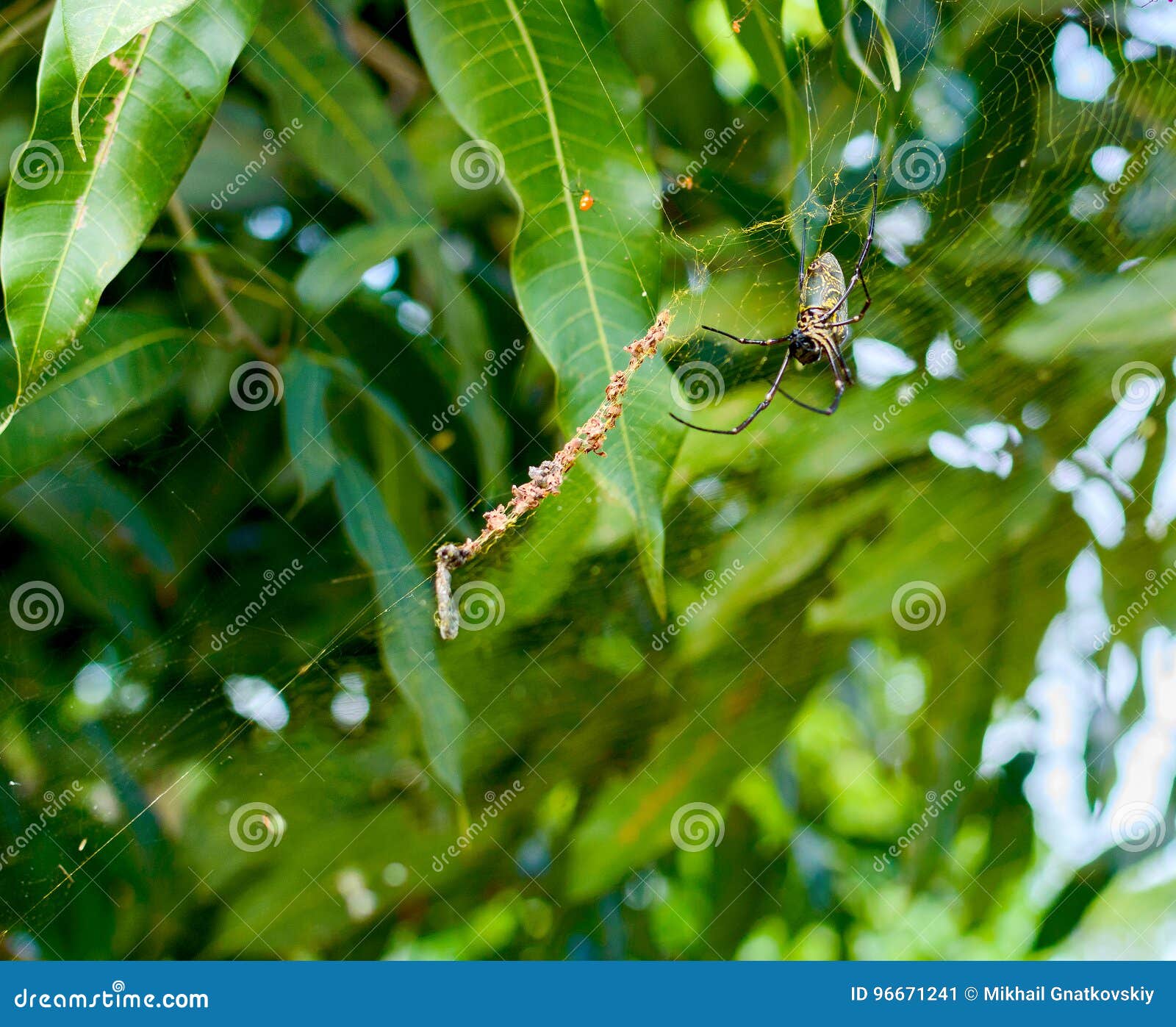 image of batik golden web spider nephila antipodiana in the net. insect animal.