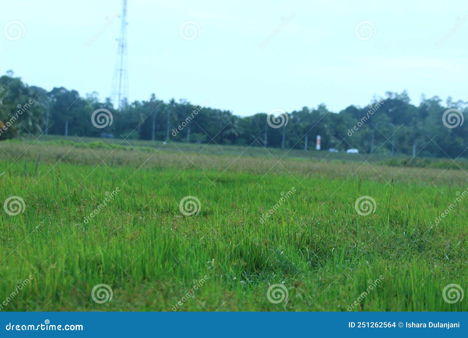 beautiful faddy field image at evening