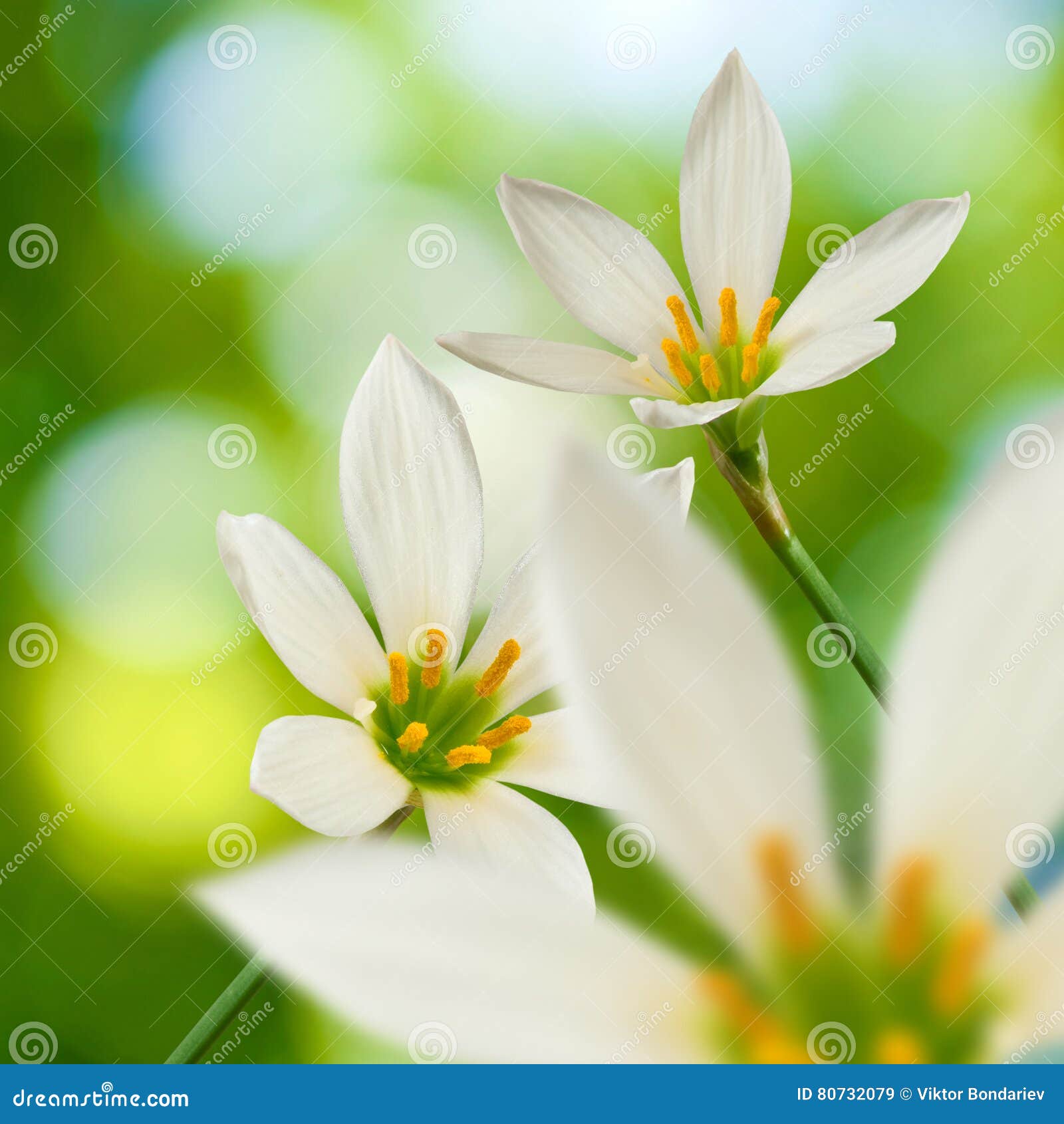 Image of Beautiful White Flower on Green Background Closeup Stock Image ...