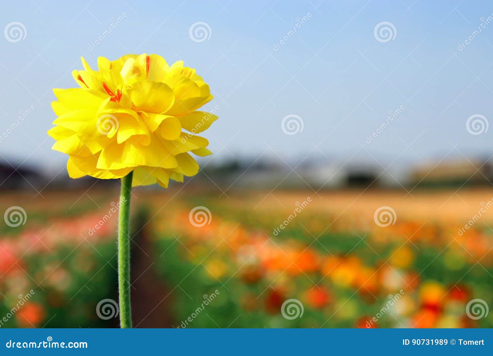 Image of Beautiful Yellow Spring Flower. Stock Image Image of natural