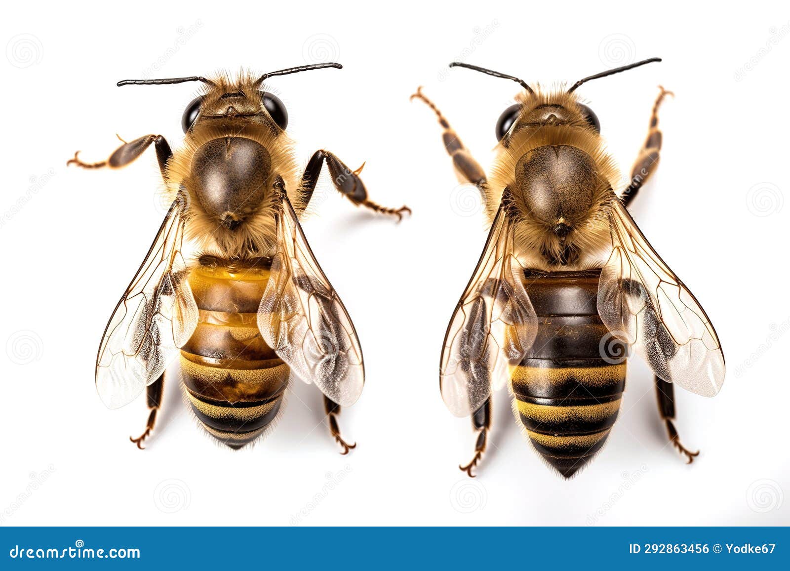 Image of Bee on White Background. Animal. Insect Stock Illustration