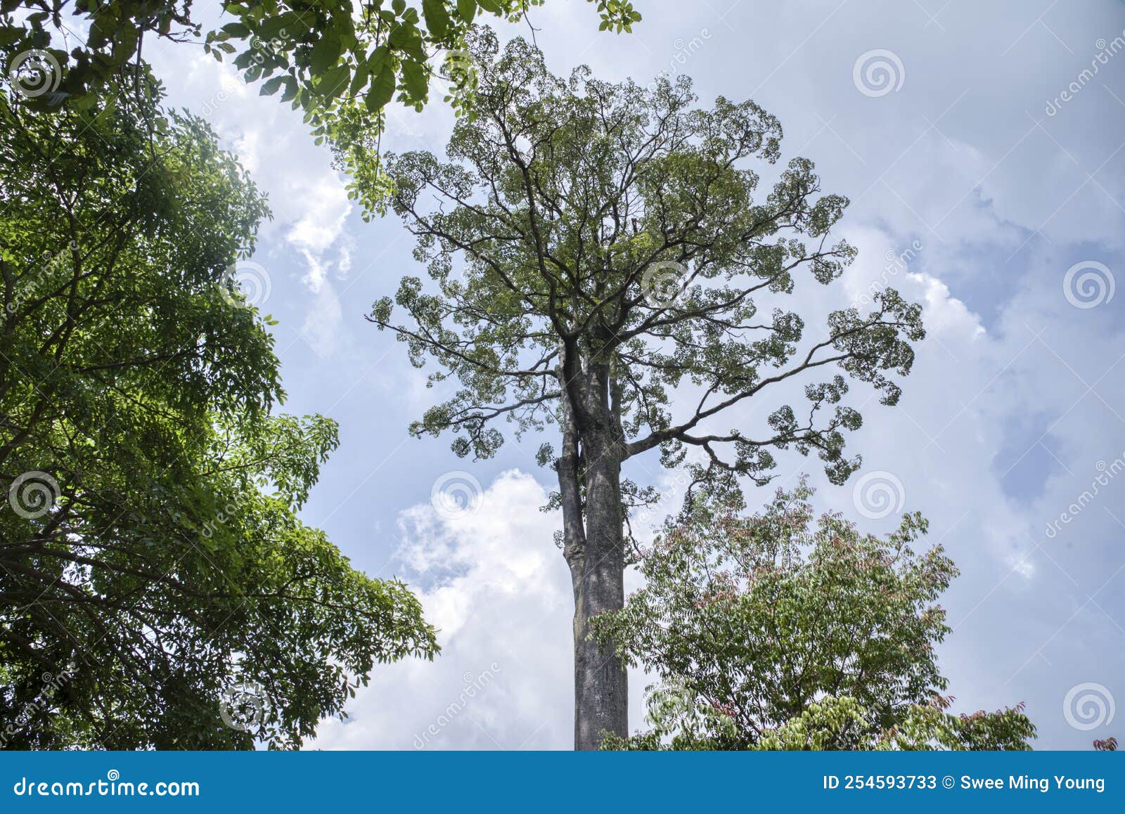 Big Rainforest Tree Standing at the Park Stock Image Image of nature