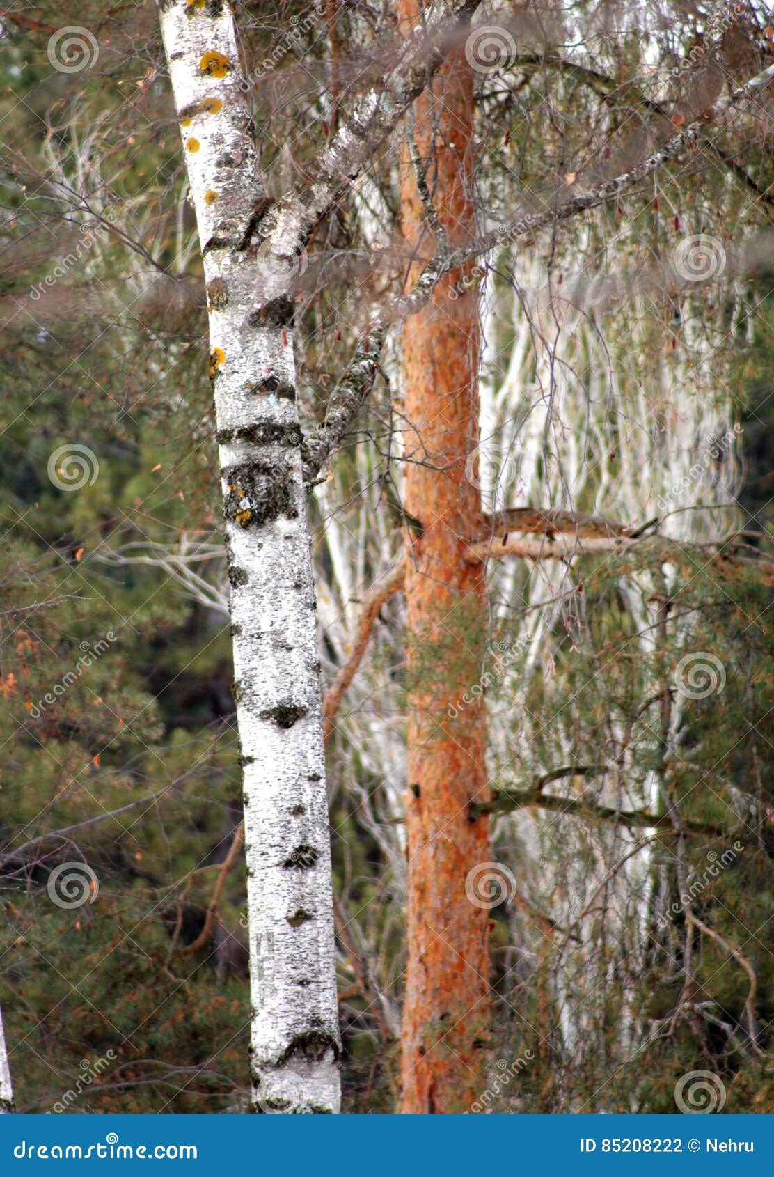 Image of a Birch Trees Trunks in a Forest Stock Photo Image of