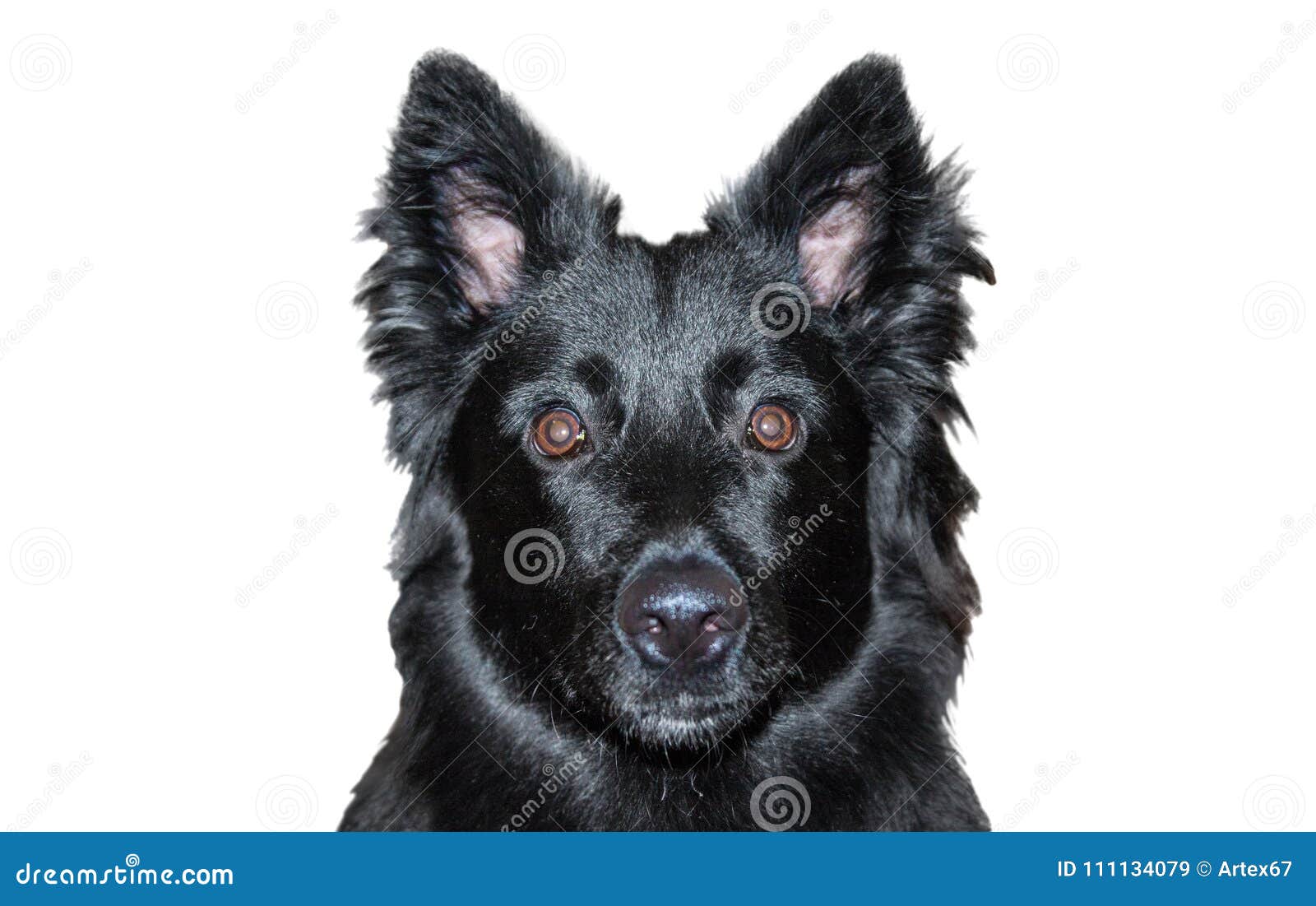 Black Muzzle of a Young Dog Stock Image Image of isolated, mammal 111134079
