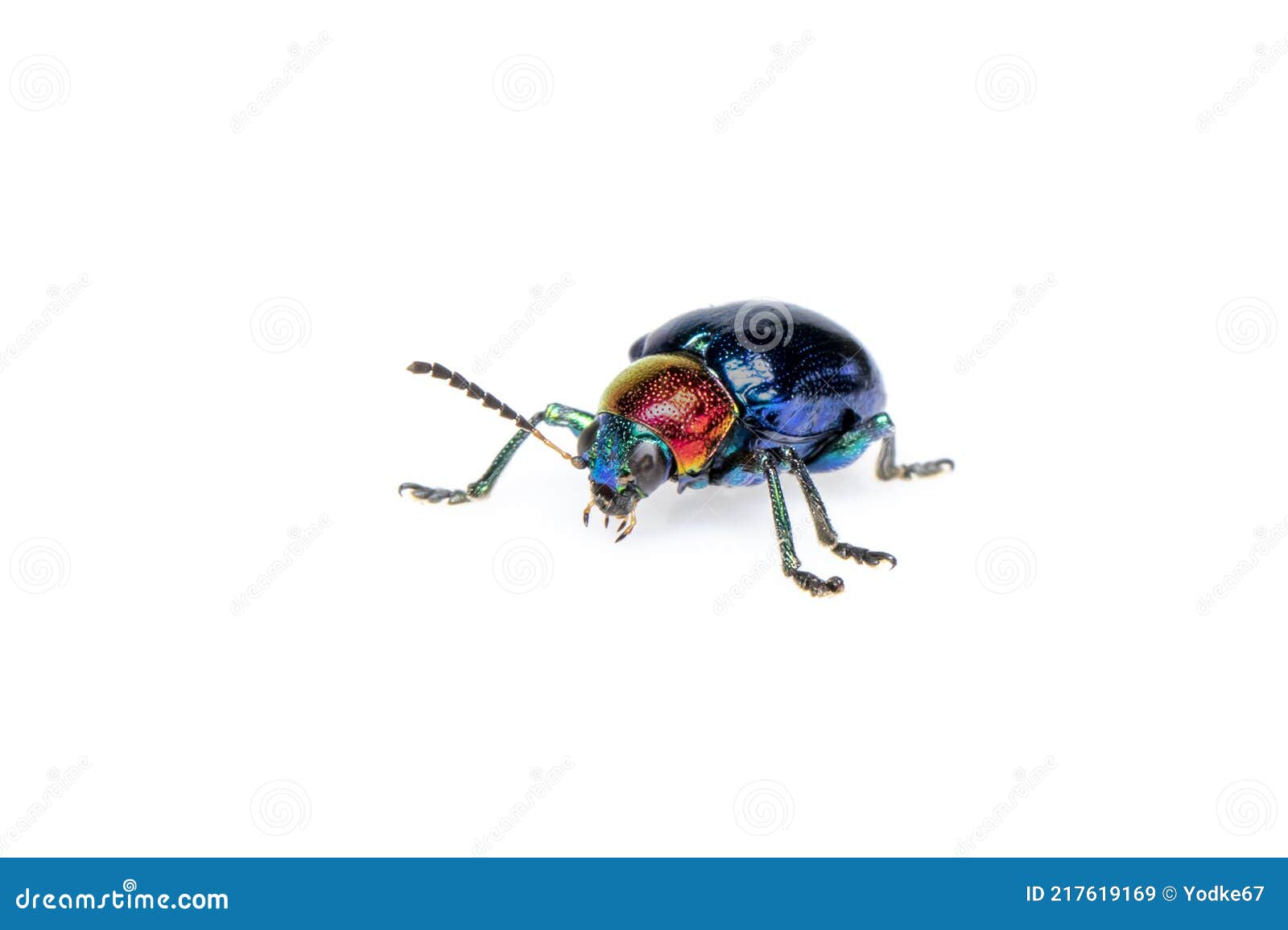 Image Of Blue Milkweed Beetle It Has Blue Wings And A Red Head Isolated On White Background