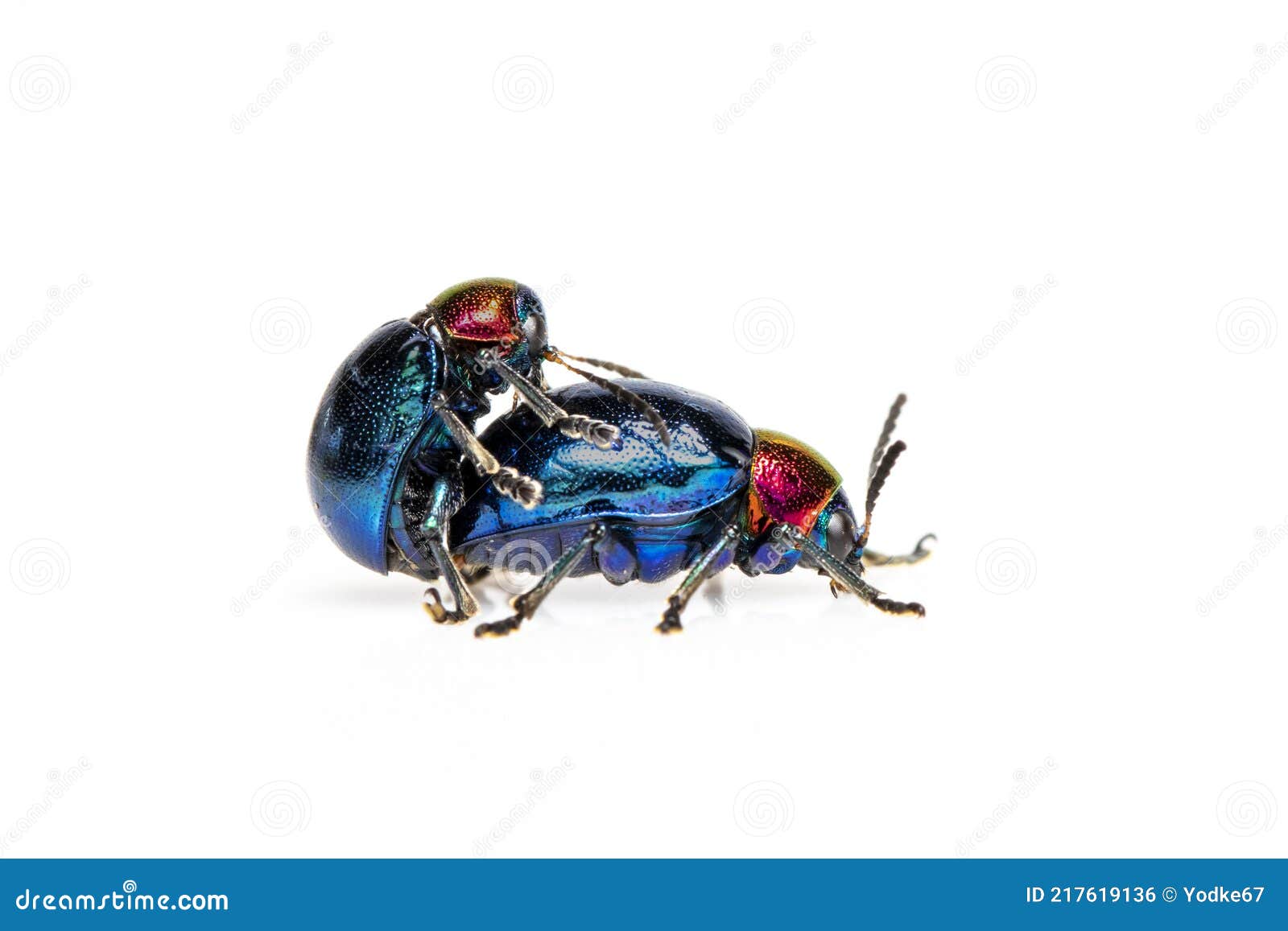 Image Of Blue Milkweed Beetle It Has Blue Wings And A Red Head Couple Make Love On White