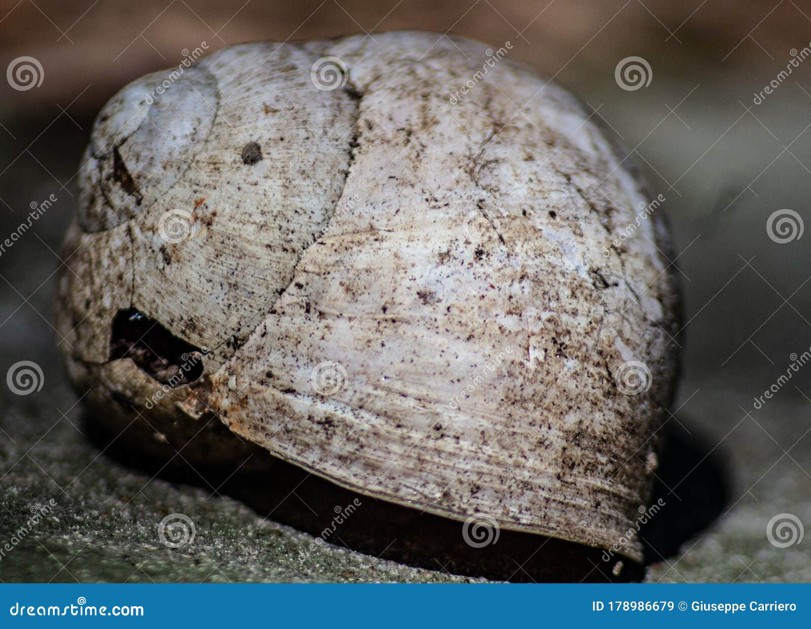 Image of Broken Snail Shell Fossilized Color Now Bleached. Stock Image