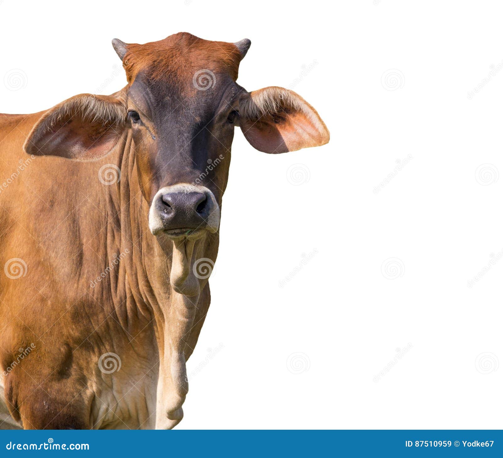 Image of Brown Cow on White Background. Stock Image Image of farm