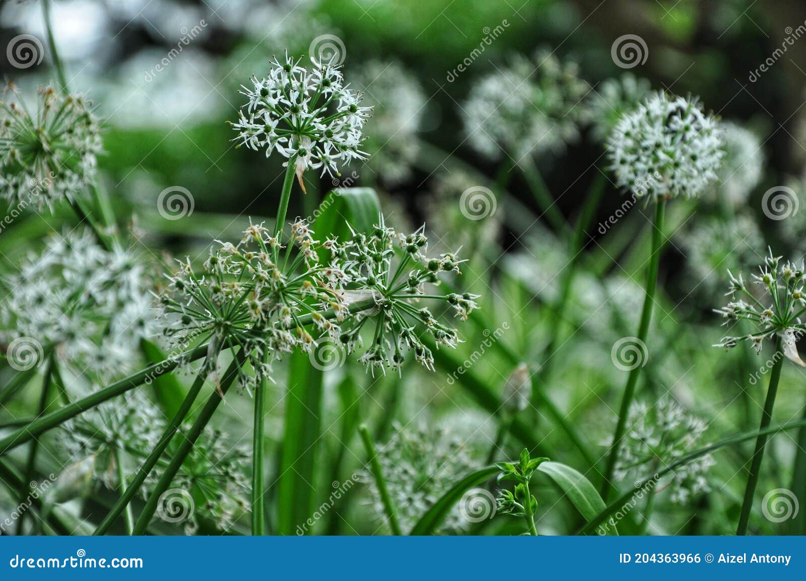 Image of Bunch of Onion Flowers Stock Photo Image of grass, produce