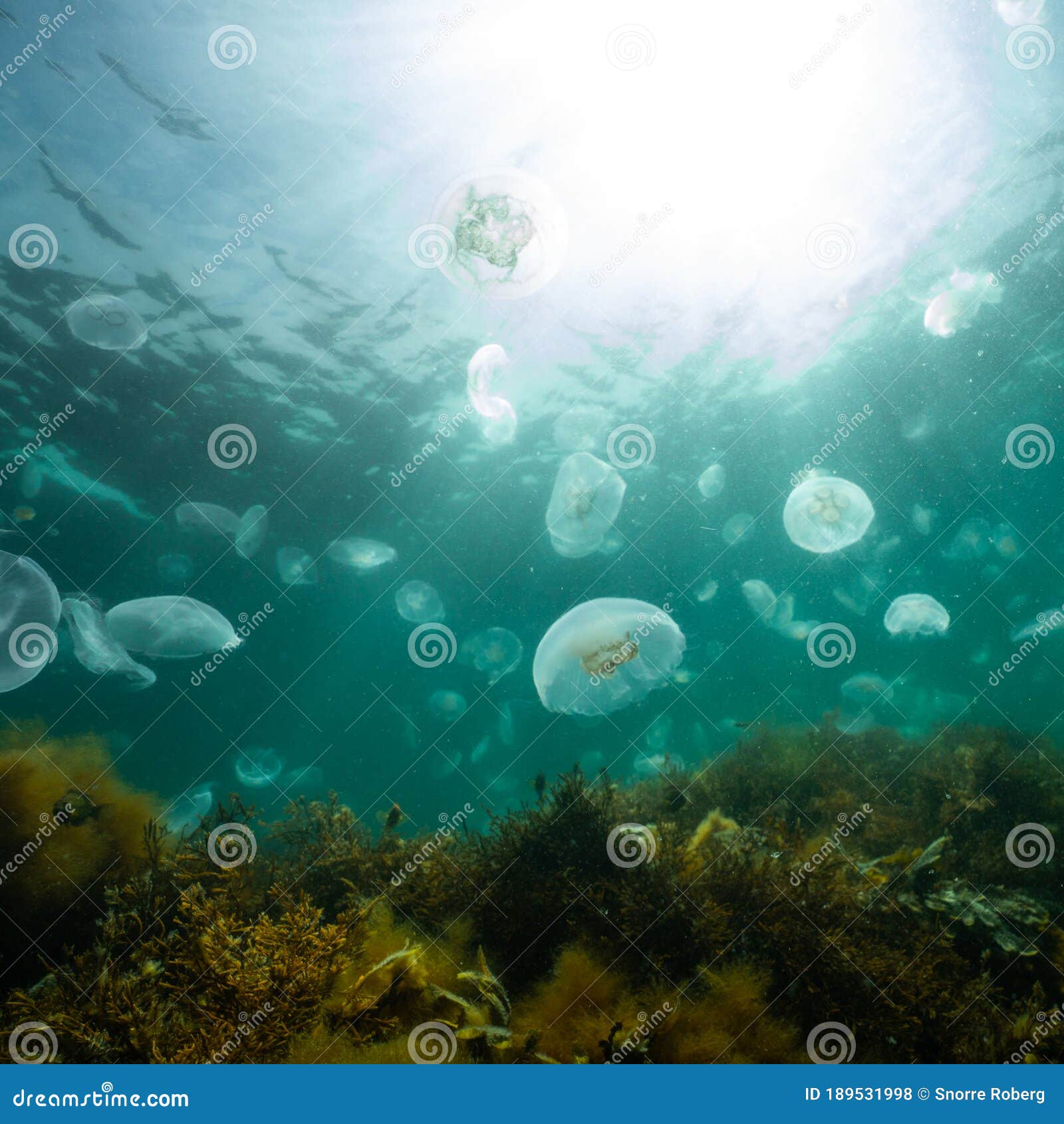Jellyfish Bloom in the Atlantic Ocean Stock Photo Image of diving