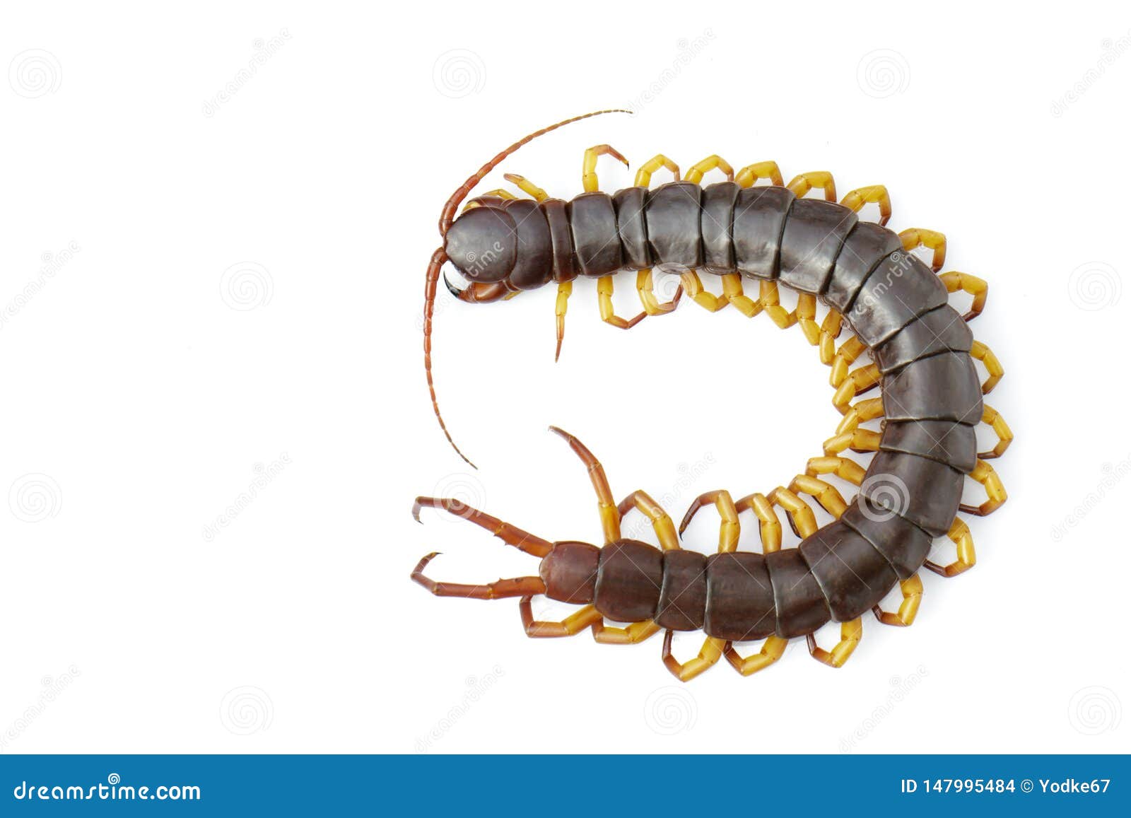 image of centipedes or chilopoda  on white background. animal. poisonous animals