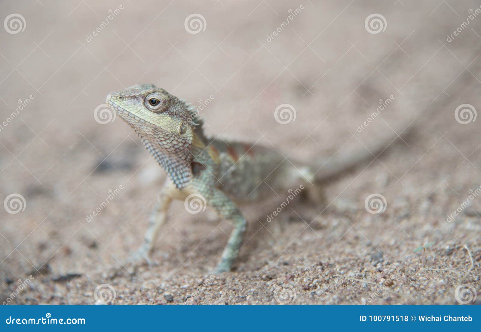 Image of Chameleon on Sandy Floor , Natural Color Change Stock Photo ...