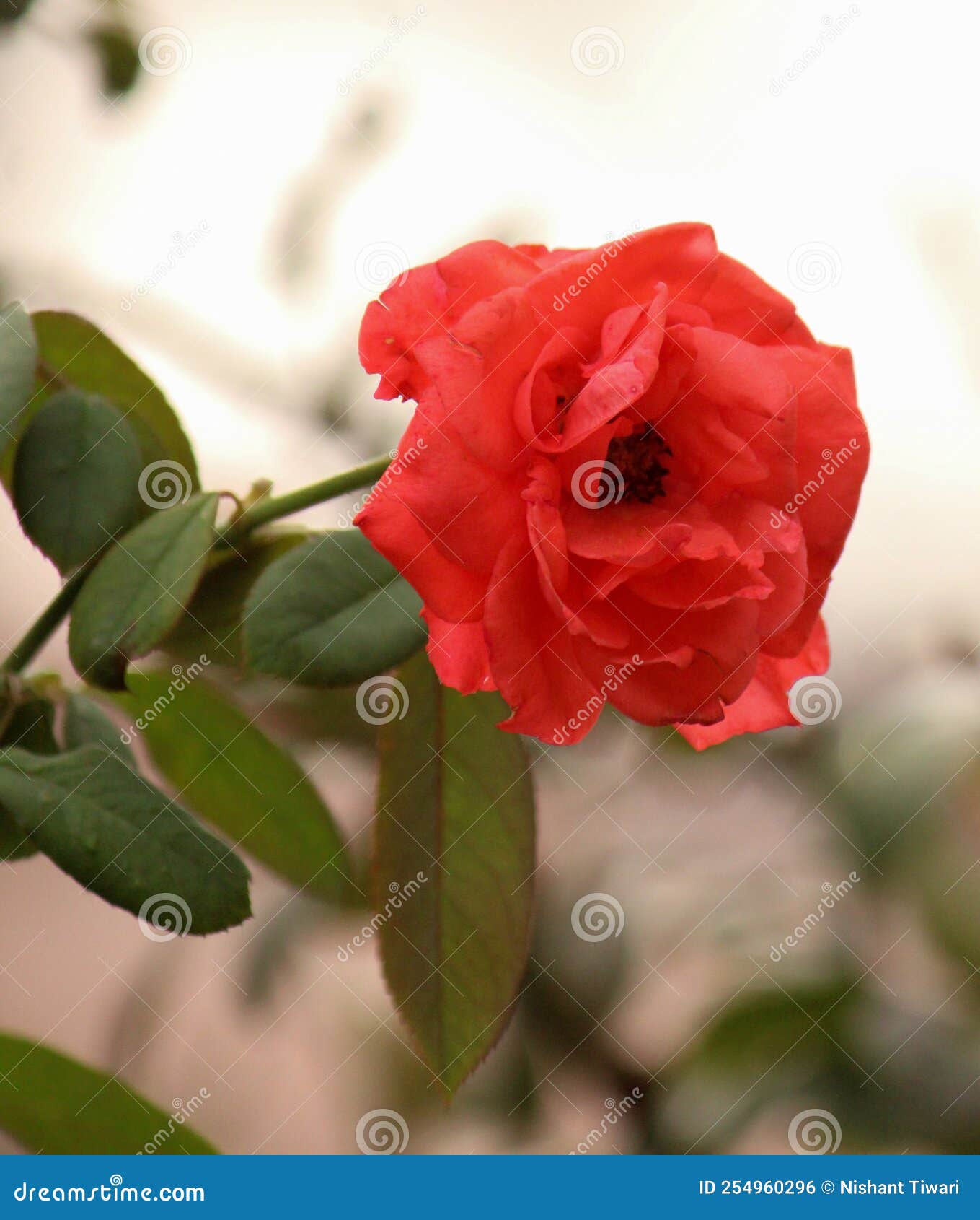 Closeup of China Rose Flower Stock Photo Image of natural, miniature