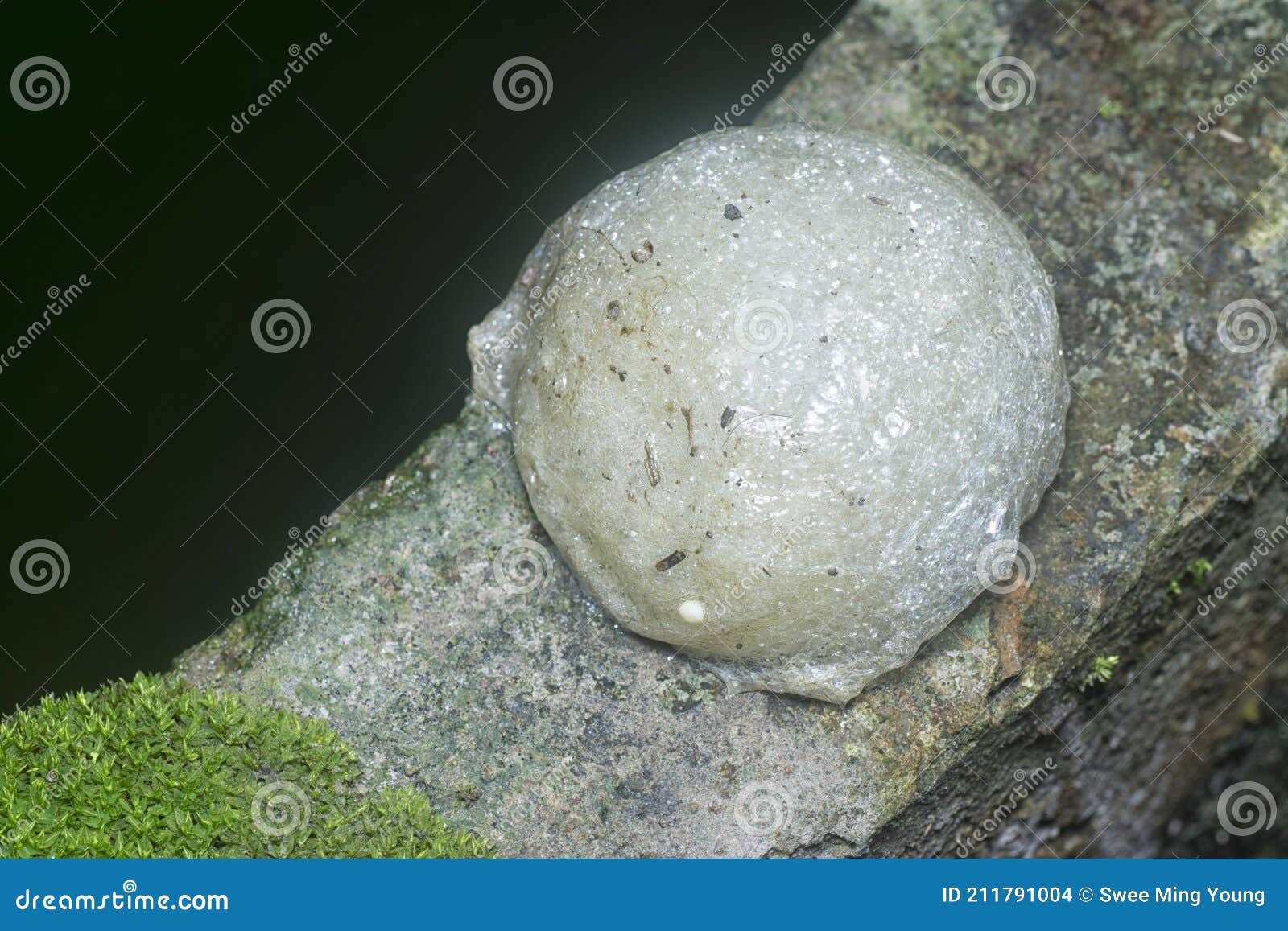 A Chunk of White Foam Nest of Frog`s Egg Stock Photo Image of breed