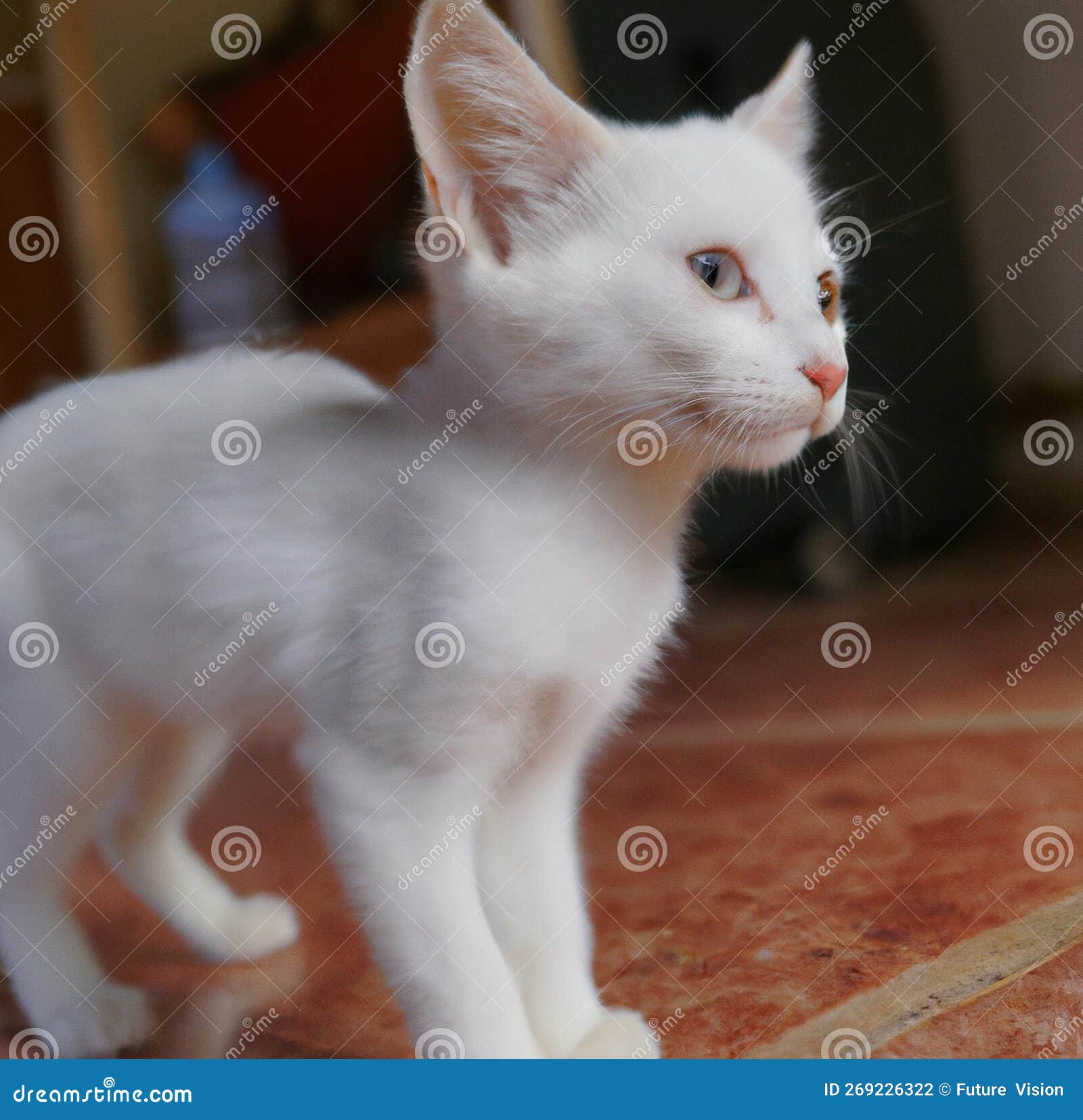 My Image 32