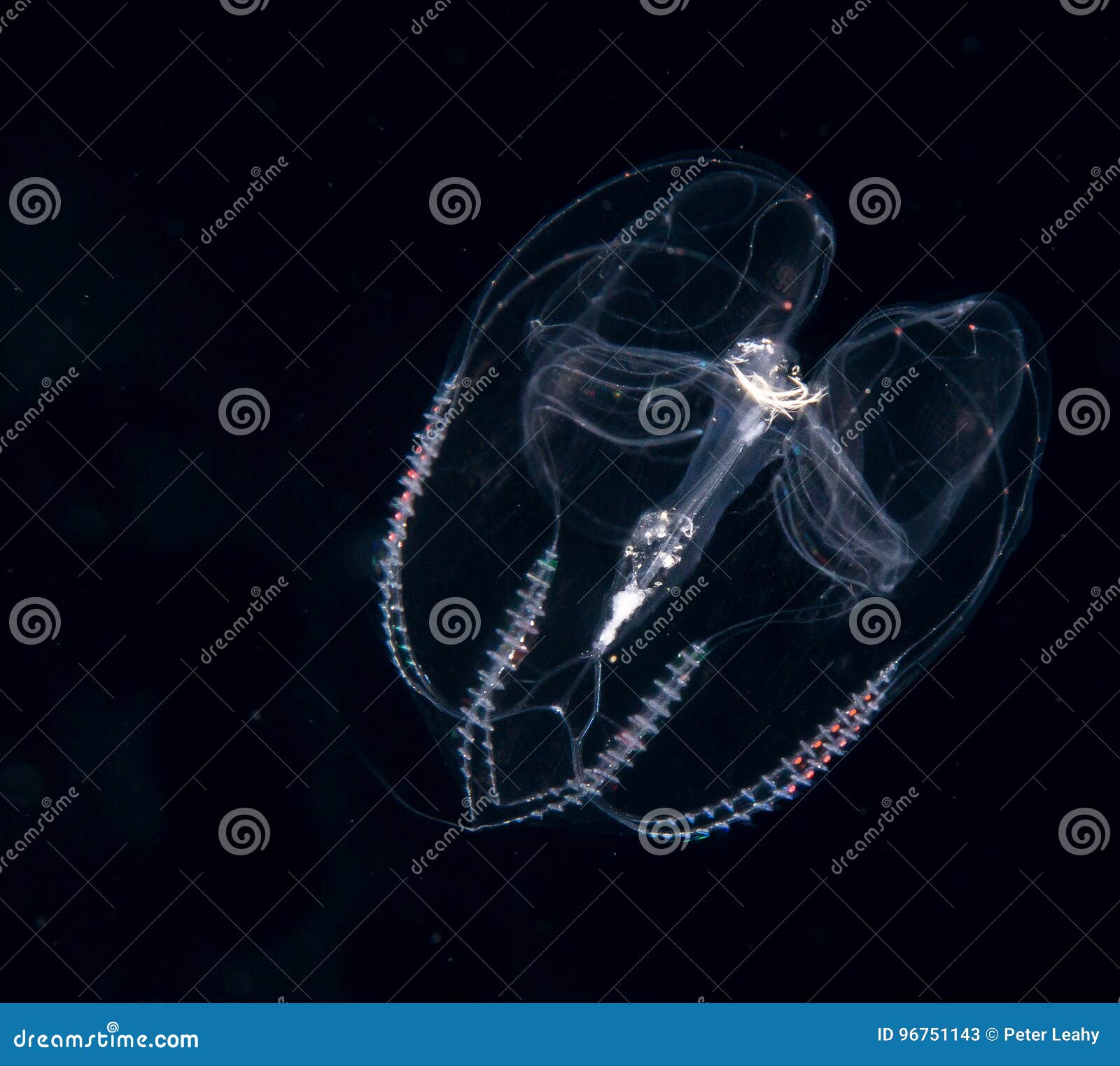 Image of a Comb Jellyfish at Night. Stock Image Image of dark