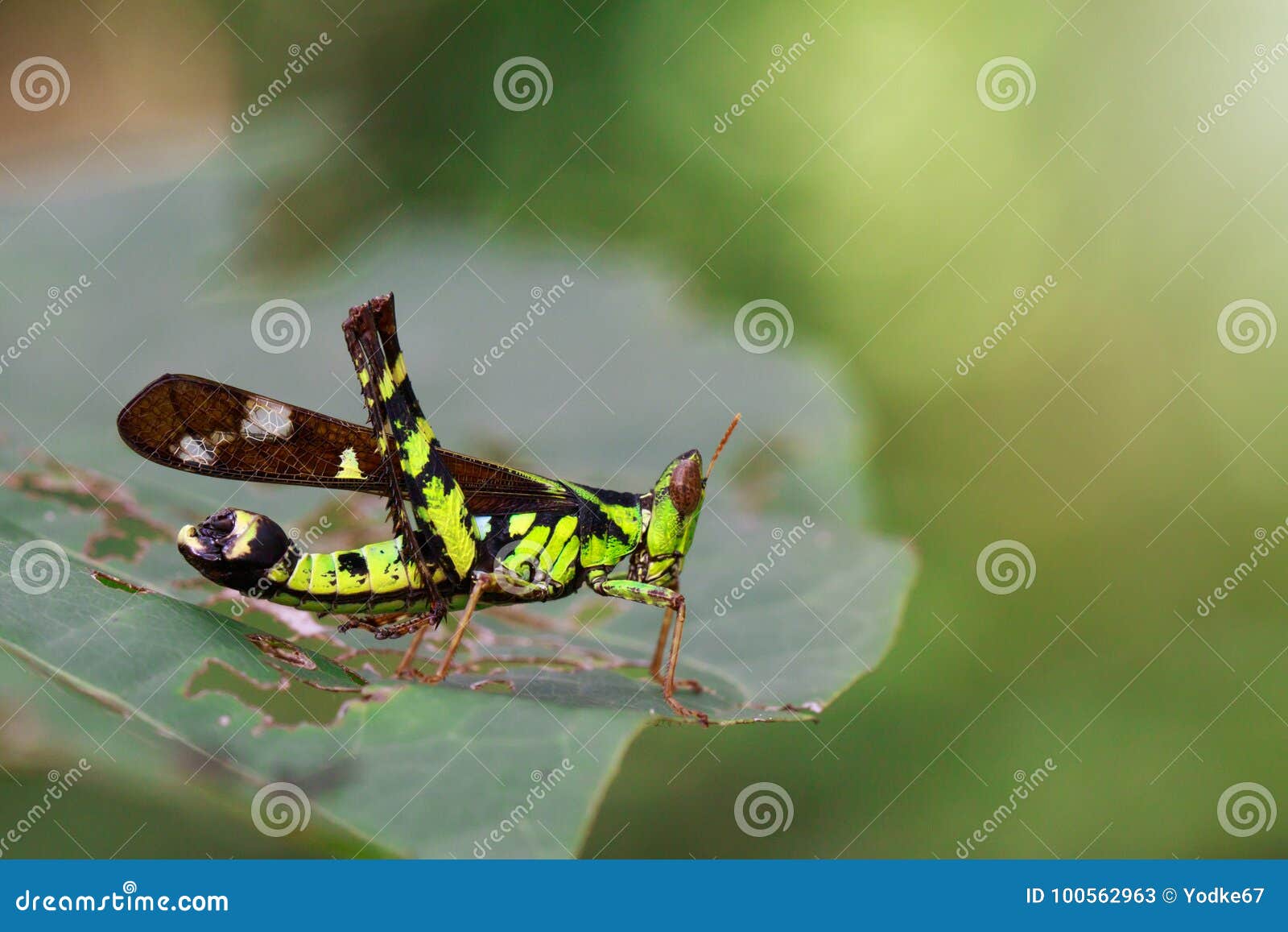 image of conjoined spot monkey-grasshopper male.
