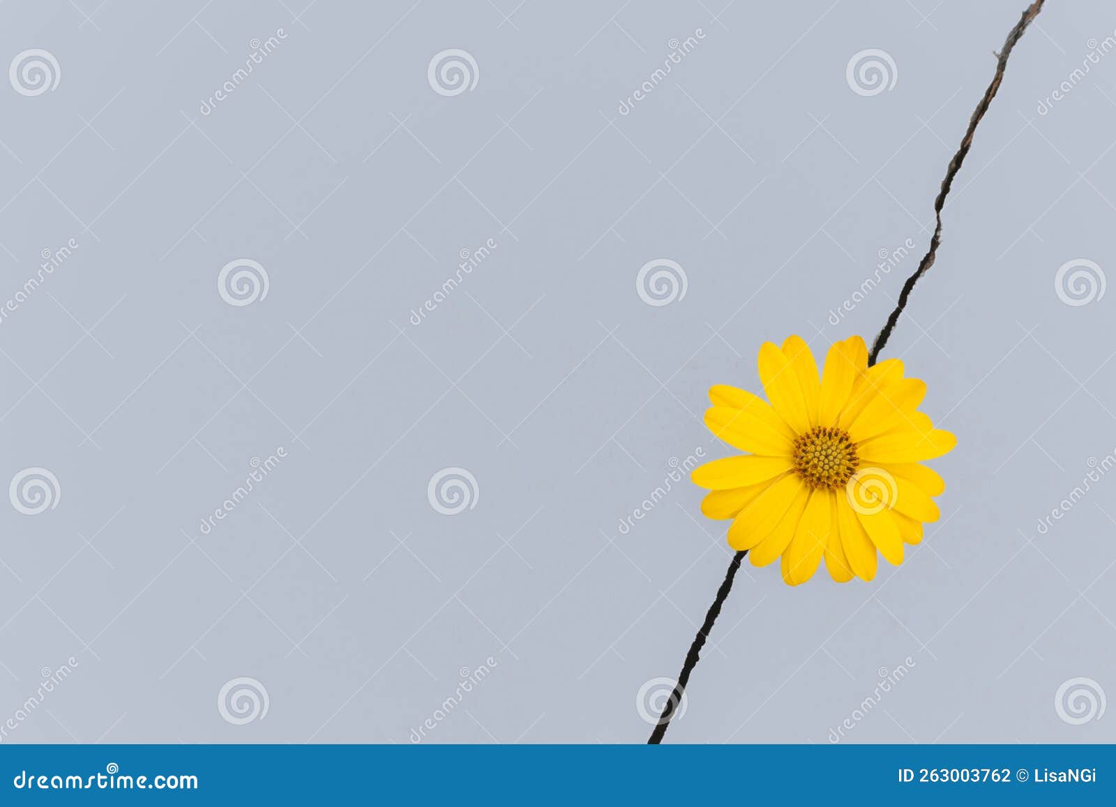 Image of a daisy in a gap stock photo. Image of fresh 263003762