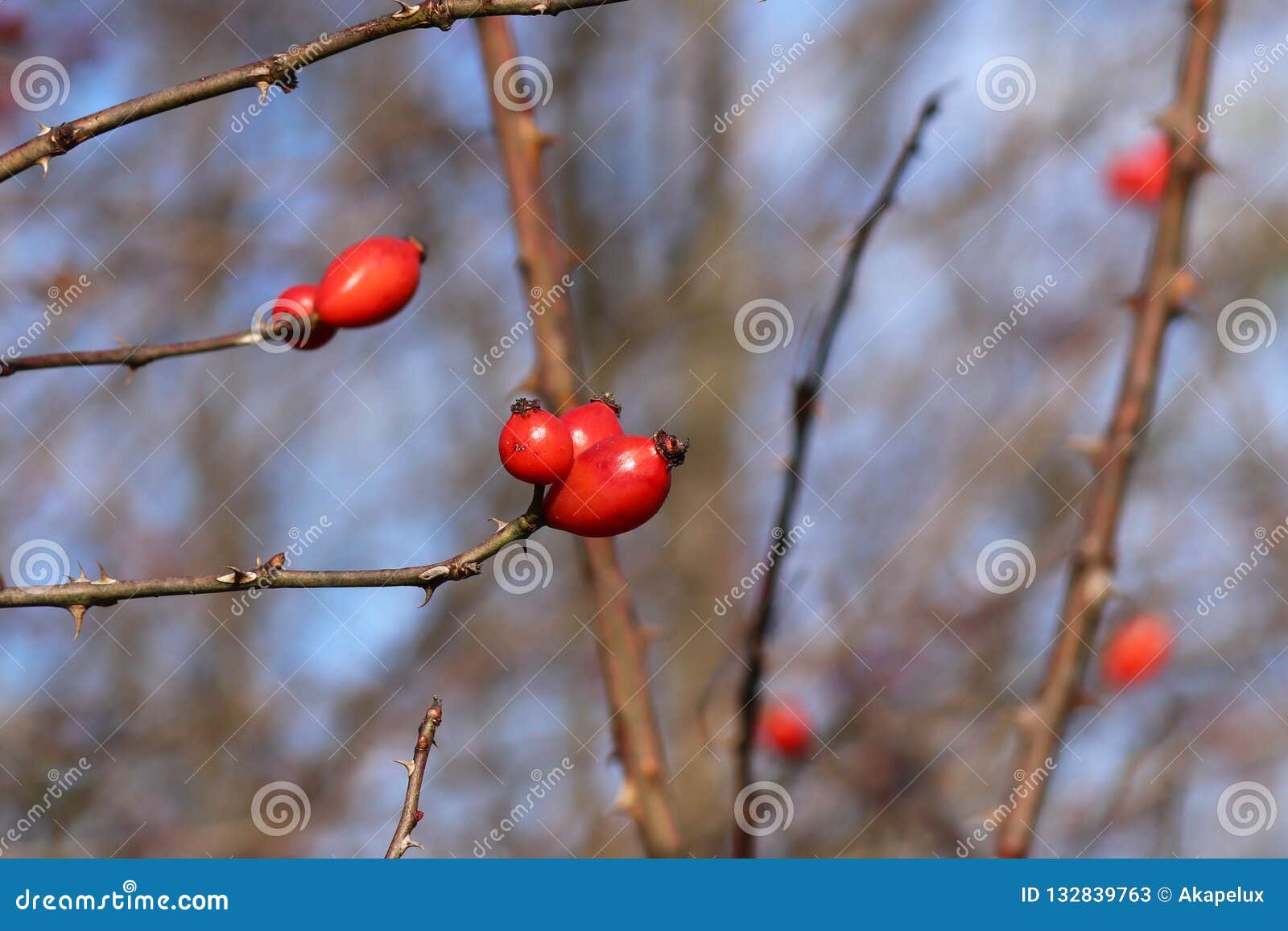 Image de buisson de dogrose d'automne avec les baies rouges mûres en temps froid Les dernières feuilles sur le buisson de dogrose dans la chute Source naturelle de vitamine C Traitement avec les plantes médicinales Nourriture d'hiver pour des oiseaux