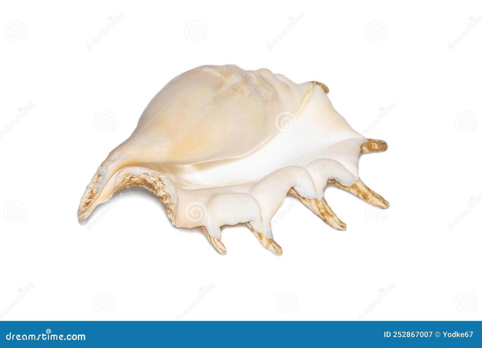 Image De Coquille De Conque D'araignée Sur Fond Blanc. Coquillages. Animaux  Sous-marins Image stock - Image du animaux, plage: 252867007