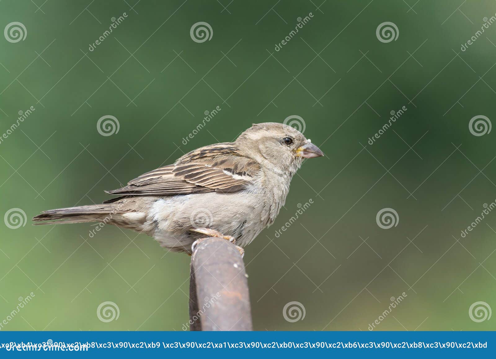 Image De Moineau Sur Le Fond De Nature Image Stock Image