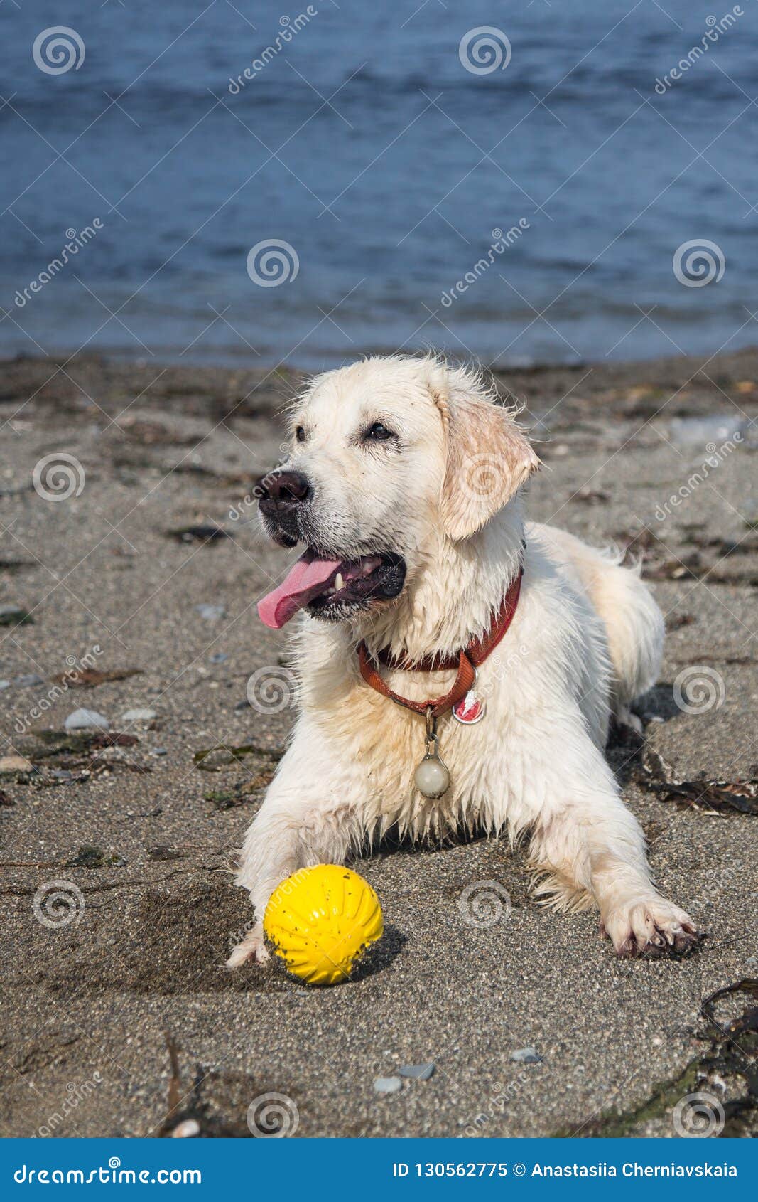 Téléchargement gratuit Images Image De Profil D Un Golden Retriever Drole De Race De Chien Se actualisé par