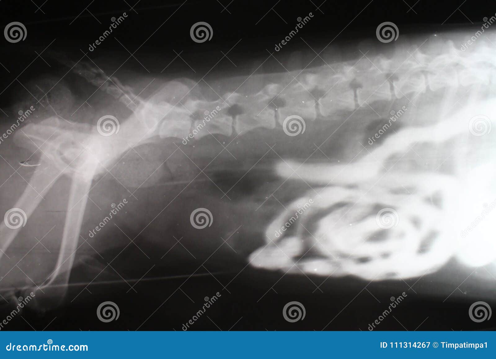 Image De Rayon X De Phasecontraste D'intestin Par Le Chien Image stock