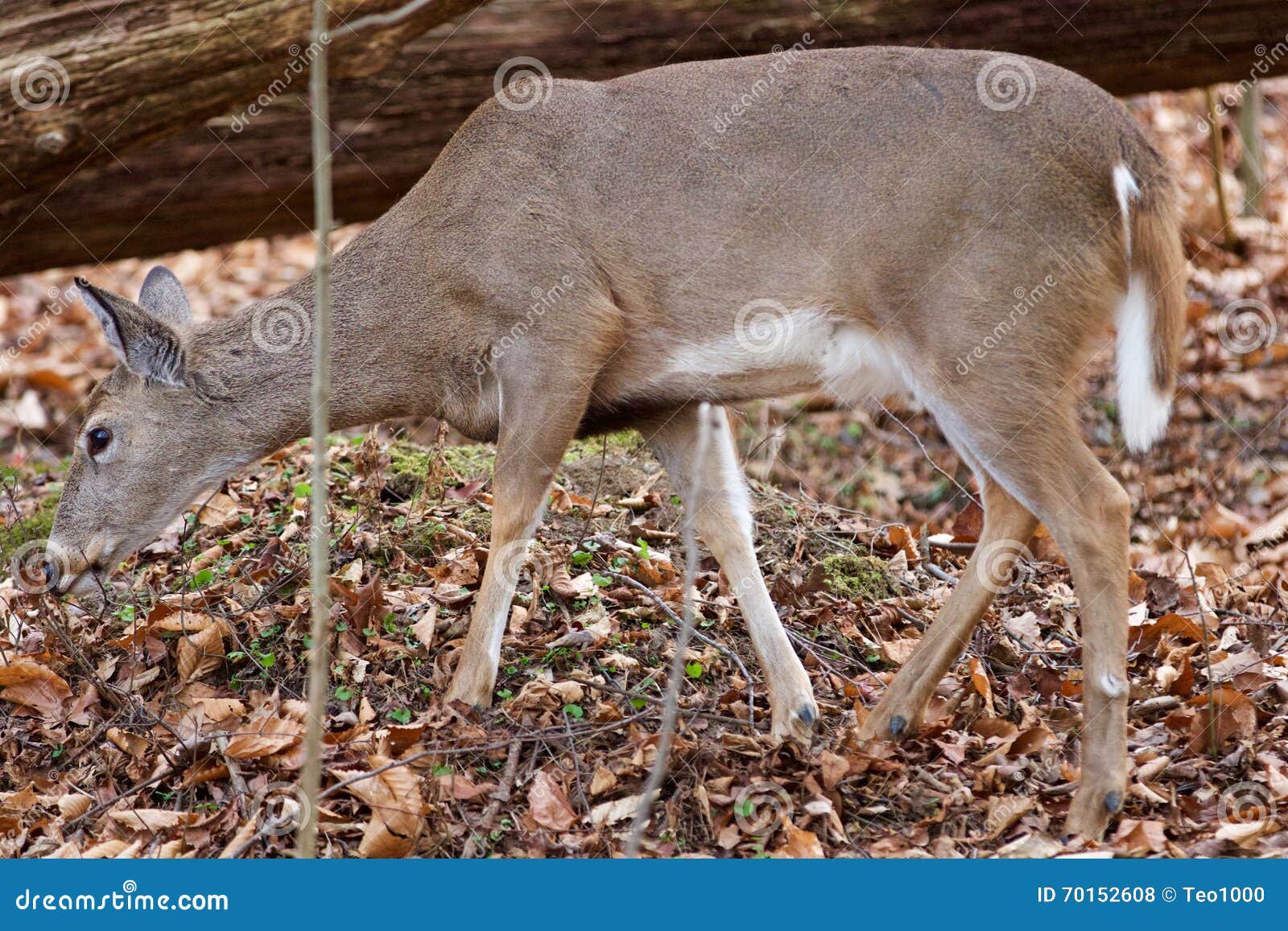 Image with a Deer Eating the Leaves in the Forest Stock Photo Image