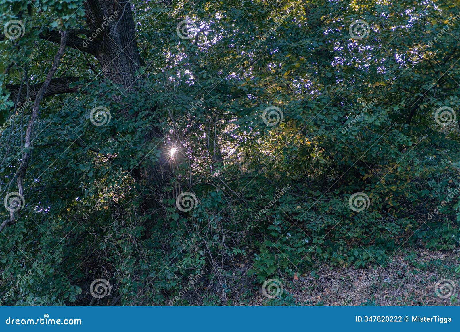 image depicts a tranquil forest scene at sunrise or sunset, with the sun partially hidden by tree branches the sky