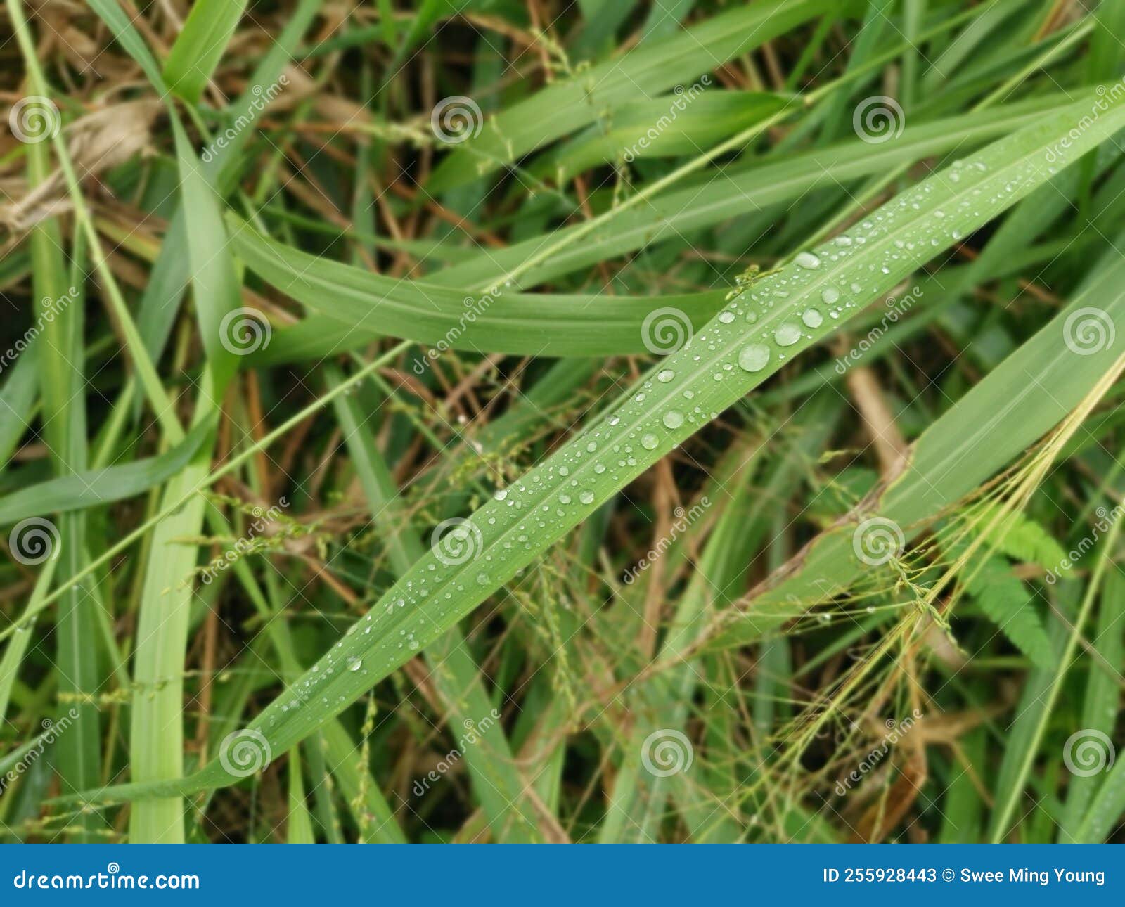 Dew Drops on the Surface of the Blade of Green Grass Stock Image