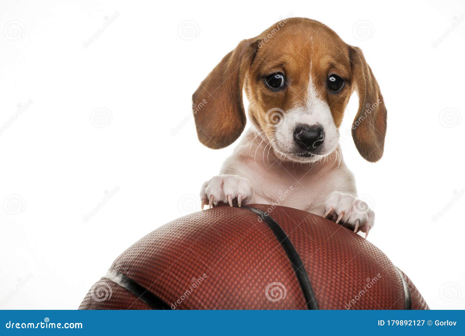 325 Dog Basketball Photos Free & RoyaltyFree Stock Photos from