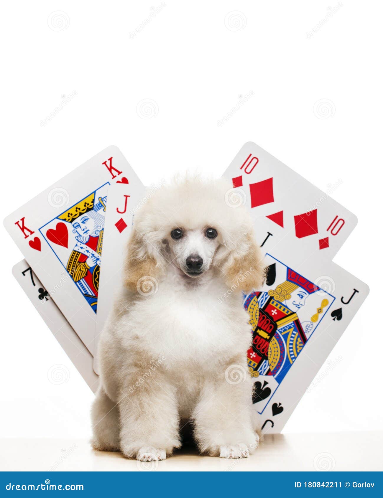 Image of Dog Playing Card White Background Stock Image - Image of five