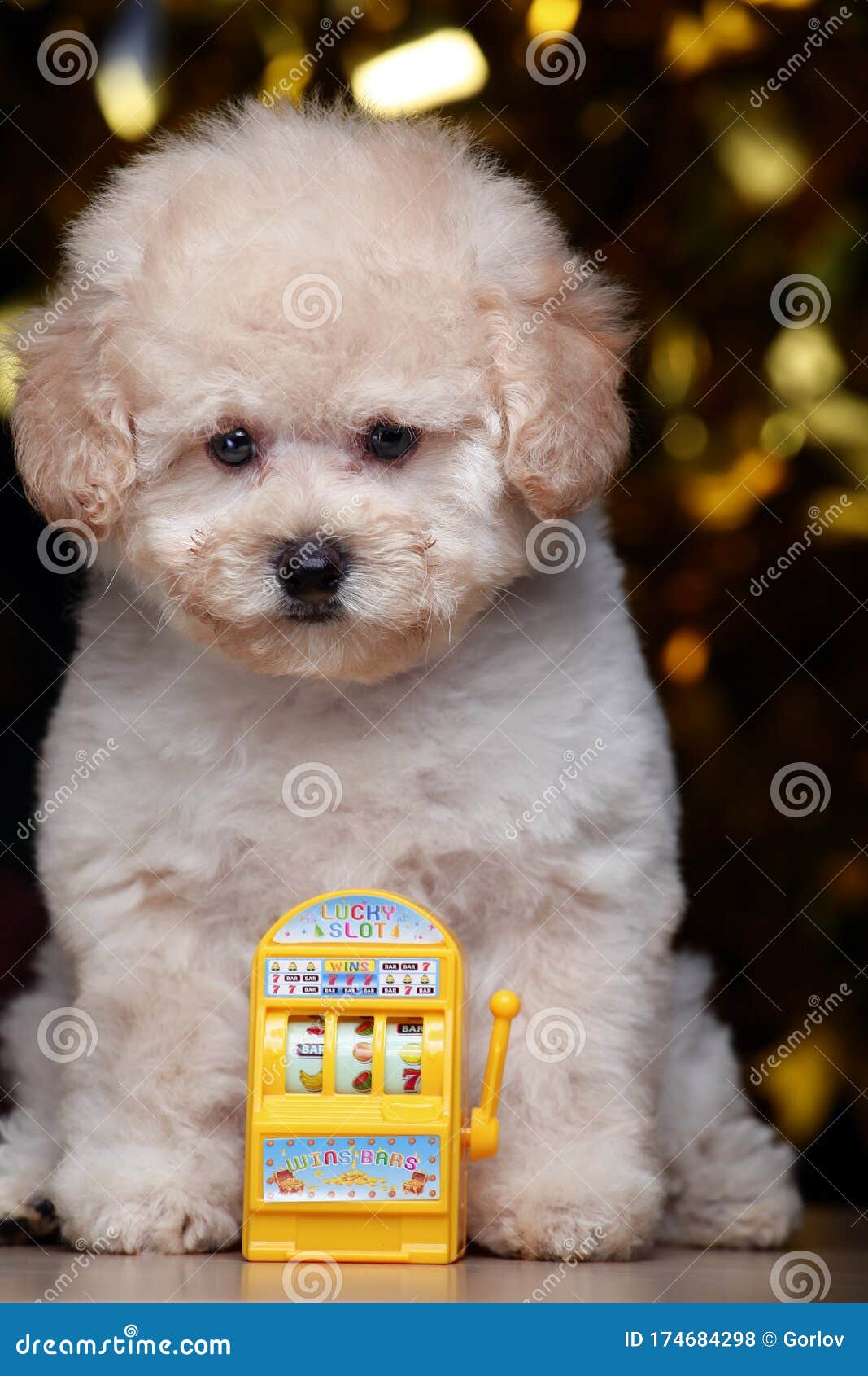 Image of dog slot machine stock photo. Image of gamble 174684298