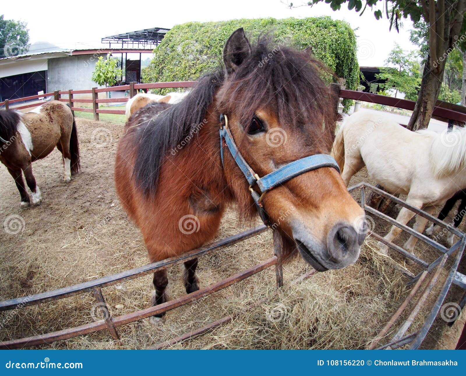 Image Drole D Un Petit Poney Brun Blanc Mignon De Petite Taille De Cheval Photo Stock Image Du Lentille Cheveu Image Drole D Un Petit Poney Brun Blanc Mignon De Petite Taille De Cheval Photo Stock Image Du Lentille Cheveu