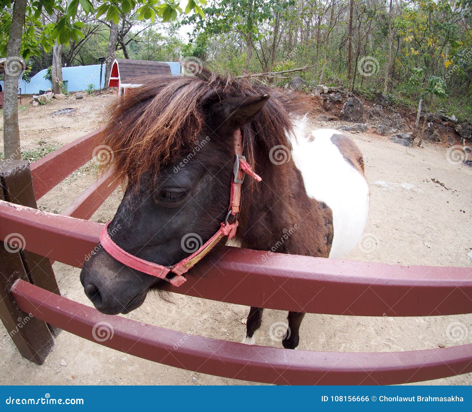 Image Drole D Un Petit Poney Brun Blanc Mignon De Petite Taille De Cheval Photo Stock Image Du Fond Angle Image Drole D Un Petit Poney Brun Blanc Mignon De Petite Taille De Cheval Photo Stock Image Du Fond Angle