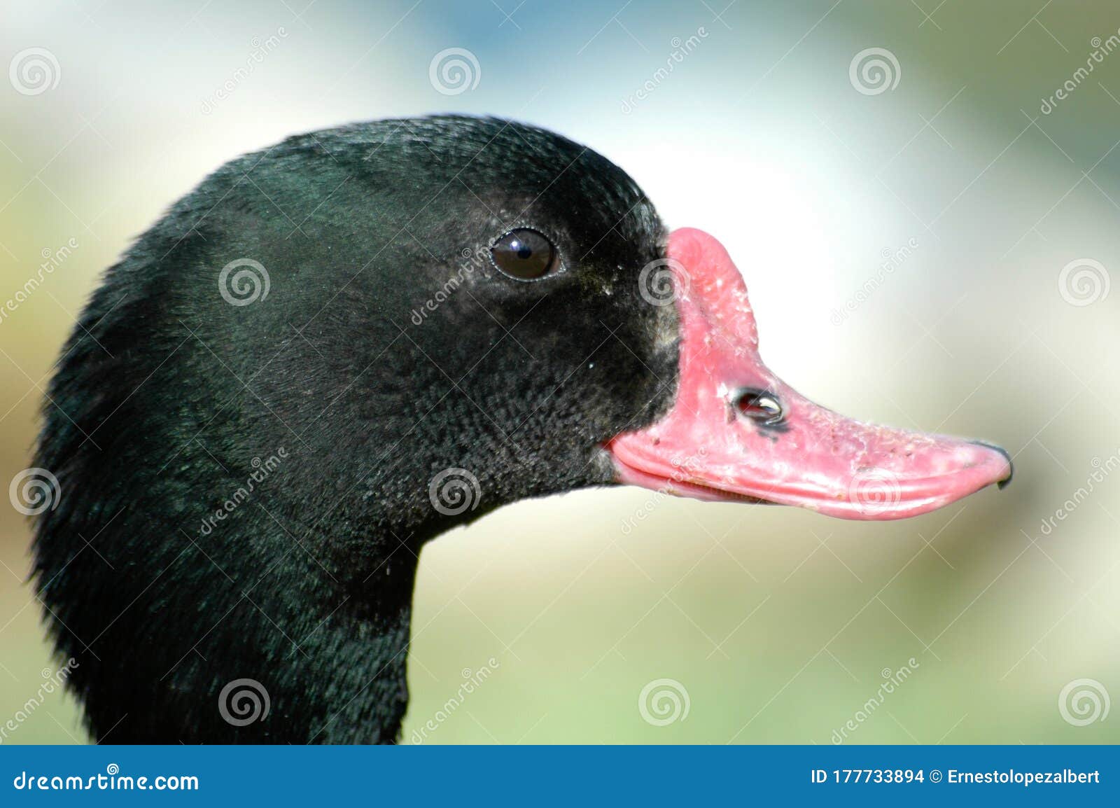 duck head in closeup with unfocused background